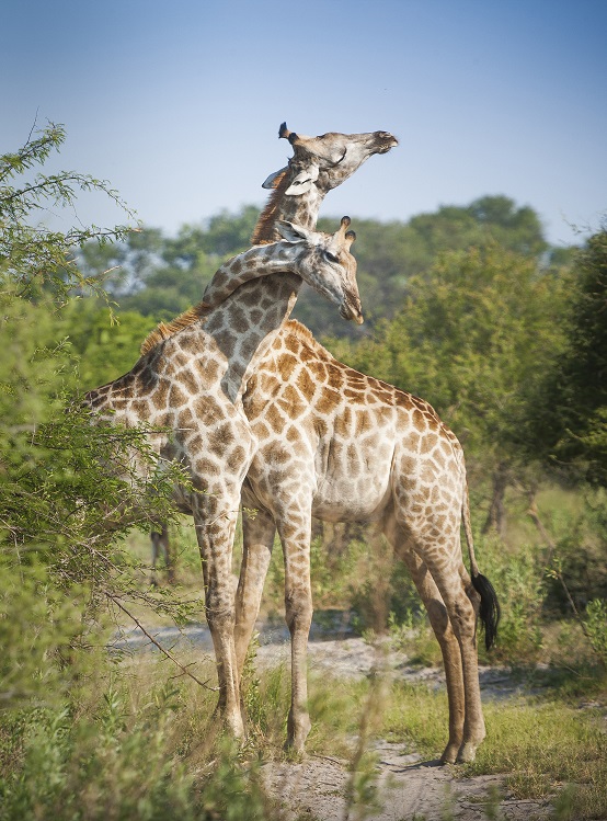 Afrikan Paras Safari Mondo