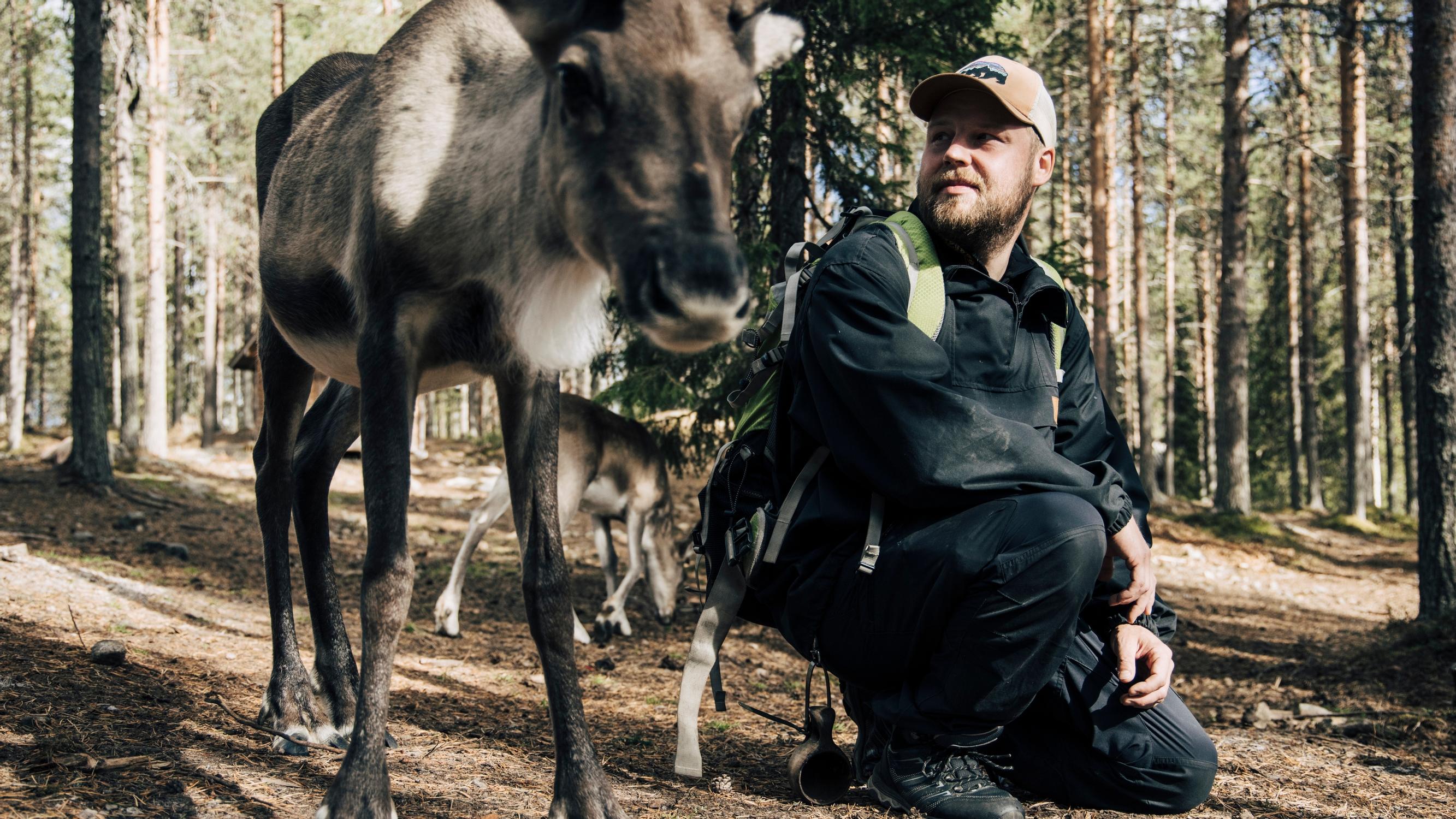 Timo Tuuha opettaa Sallassa turisteille, miten poron erottaa hirvestä: "Hirvi on todella iso eläin – valtava"