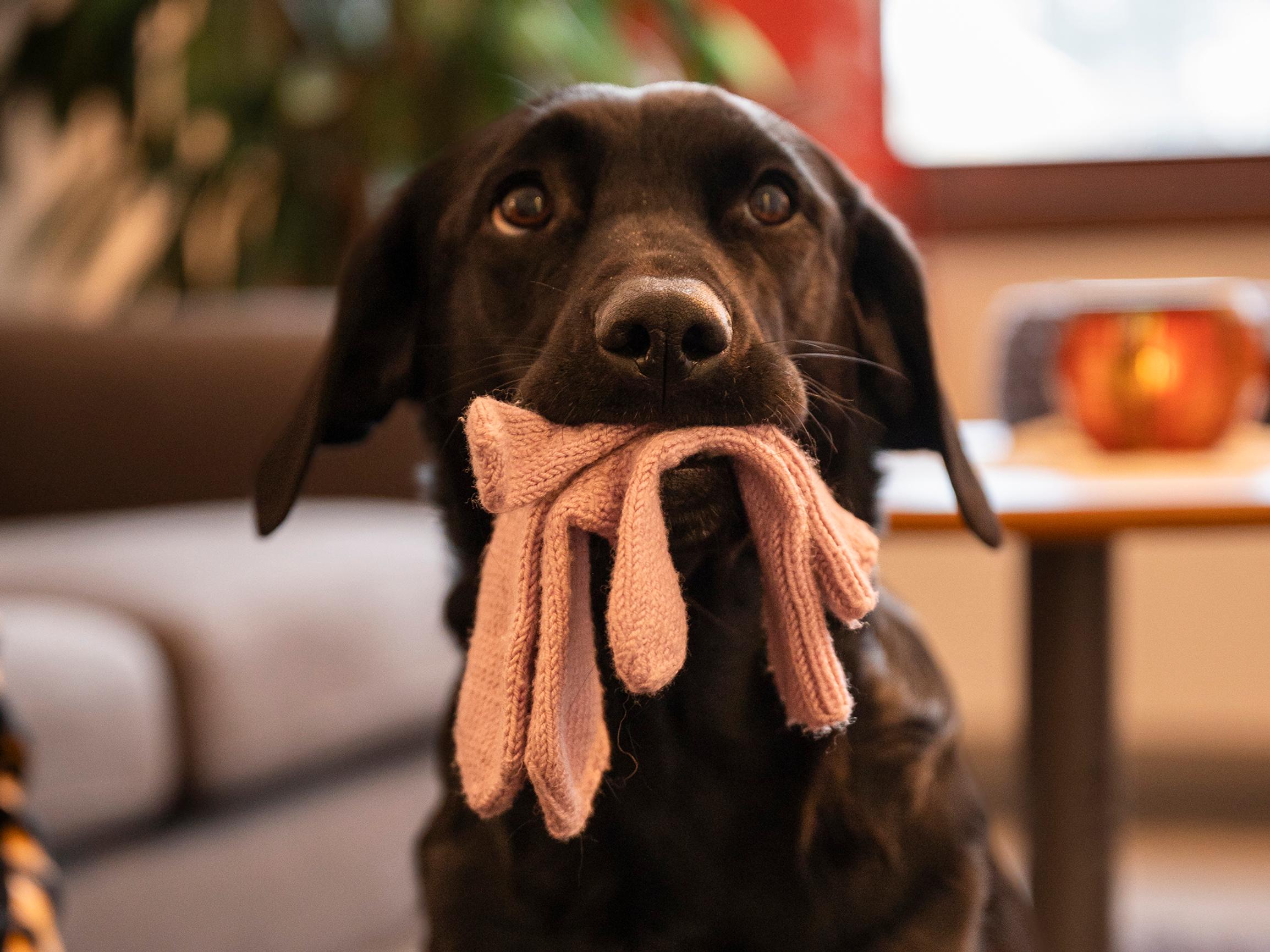 Masentunut ja sulkeutunut pukumies voi alkaa hössöttää, kun Fidi astuu huoneeseen – Koirien käyttö terapiassa yleistyy