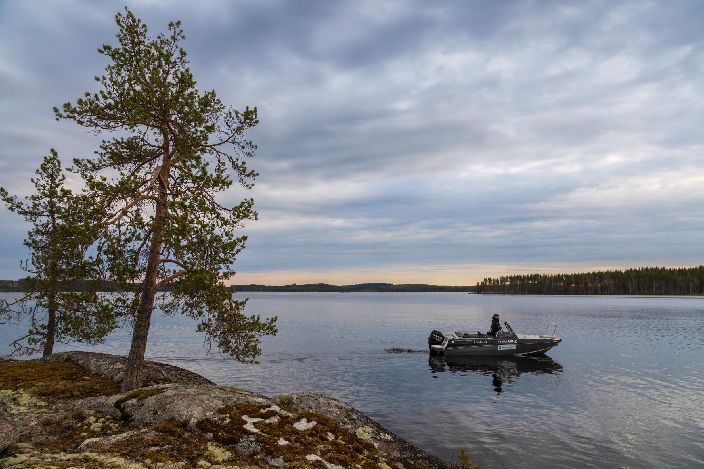 Kun saimaannorppahavaintoja tehdään, on veneen vauhti hiljainen.