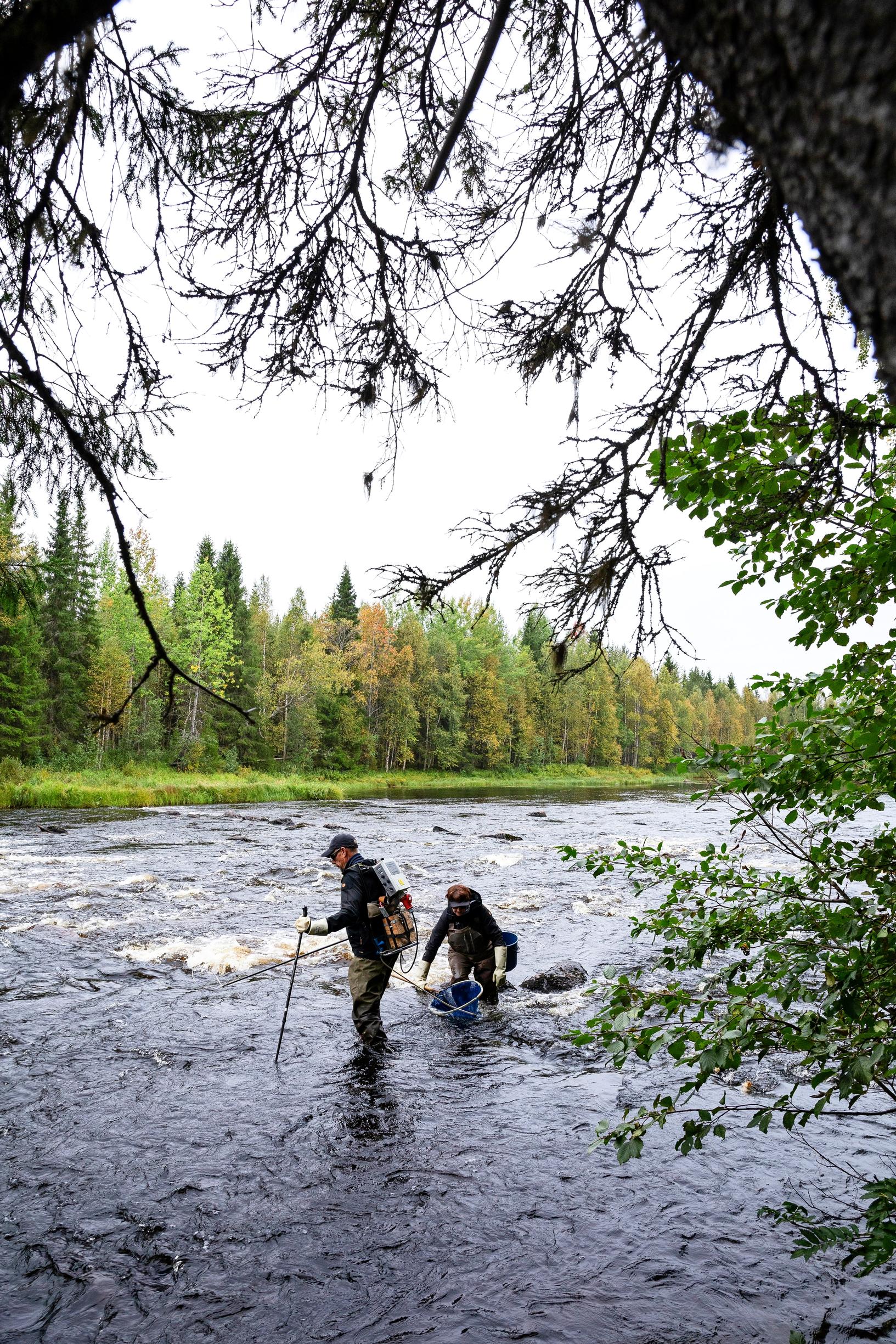 Pirkko-Liisa Luhdan ja Eero Moilasen työpäivät kuluvat kesäkaudella pitkälti maastossa, monesti käytännössä joessa.