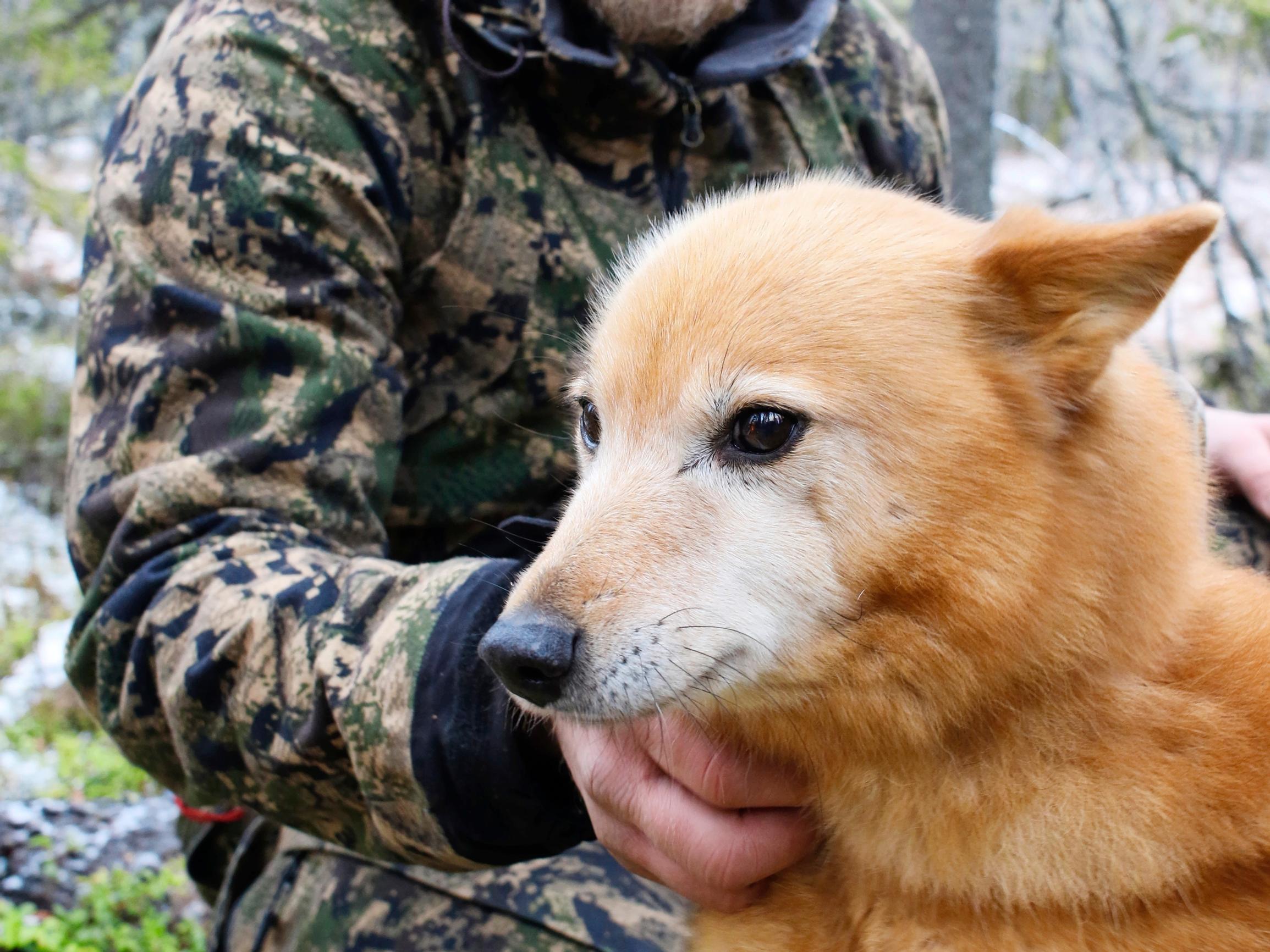 Lyyli on kulkenut jo 12 syksyä metsällä Veli-Pekan kanssa – Toista samanlaista ei tule: ”Luopumisen surutyön olen jo tehnyt – Itkut on itketty”