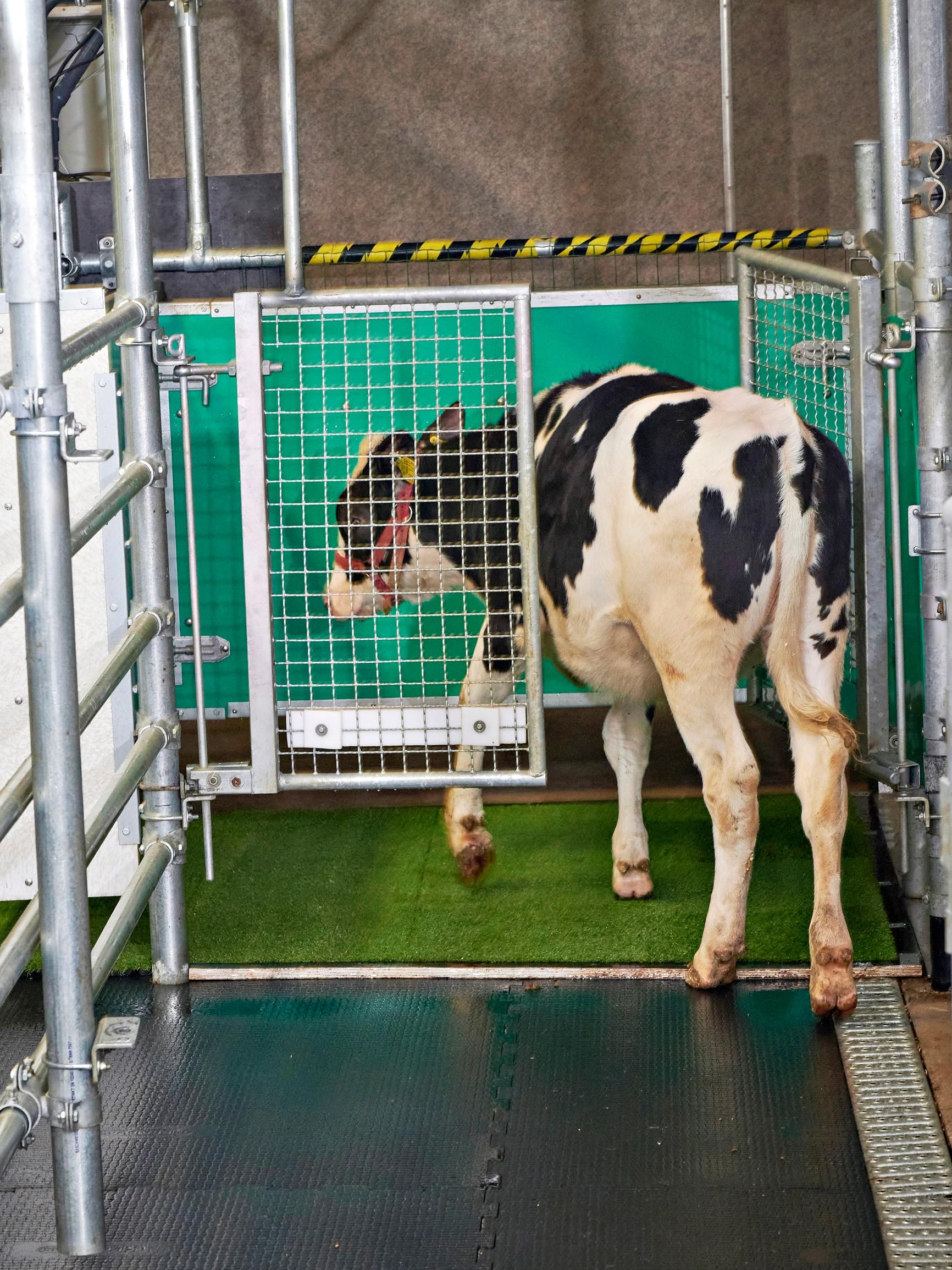 Tutkimus: Lehmäkin oppii käyttämään vessaa – Jos edes osa lehmien virtsasta saataisiin talteen, olisi sillä iso merkitys ilmastolle