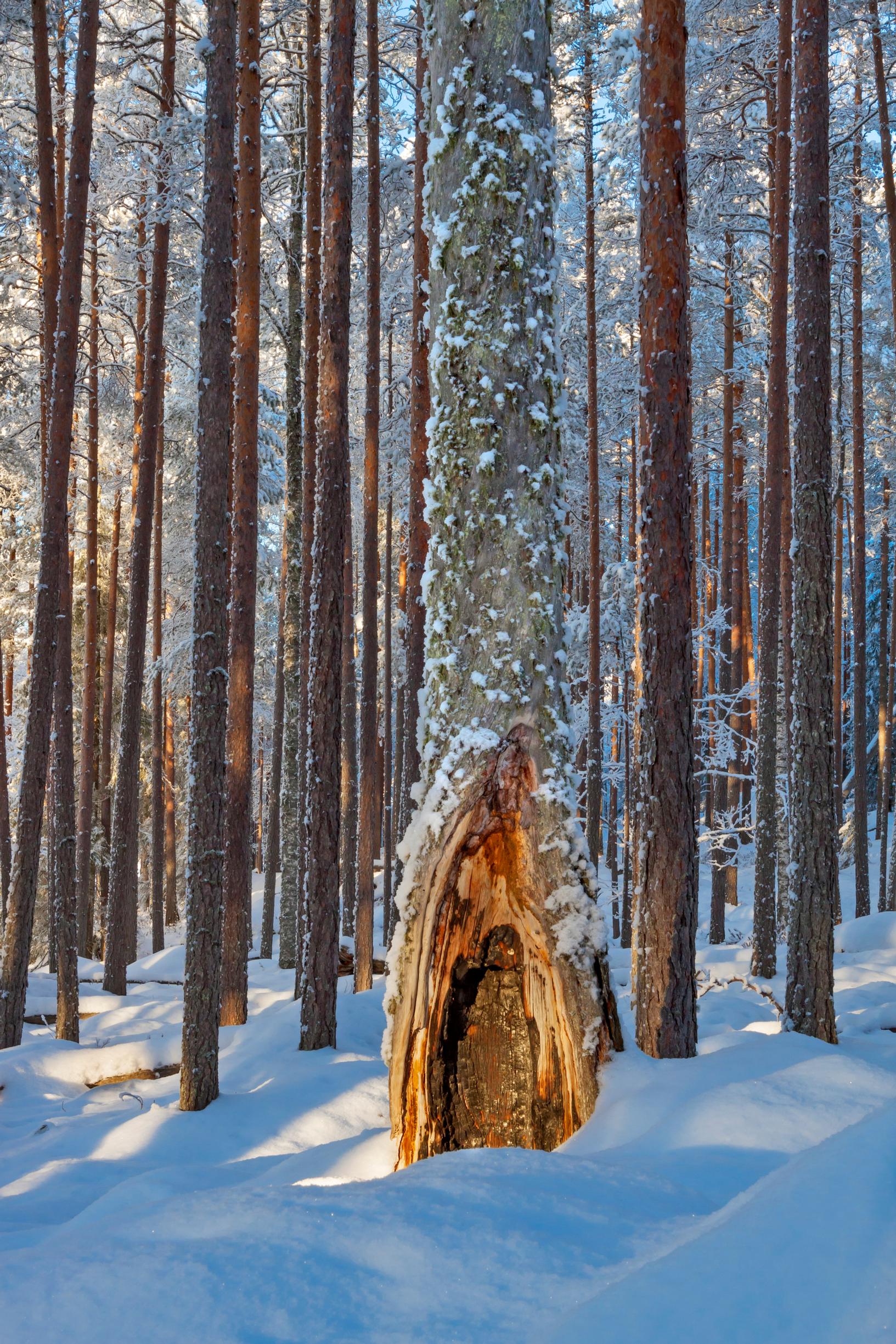 Pyhä-Häkissä oli metsäpalo 1700-luvulla keskimäärin yhdeksän vuoden välein. Palokorokannot kertovat muinaisista paloista.