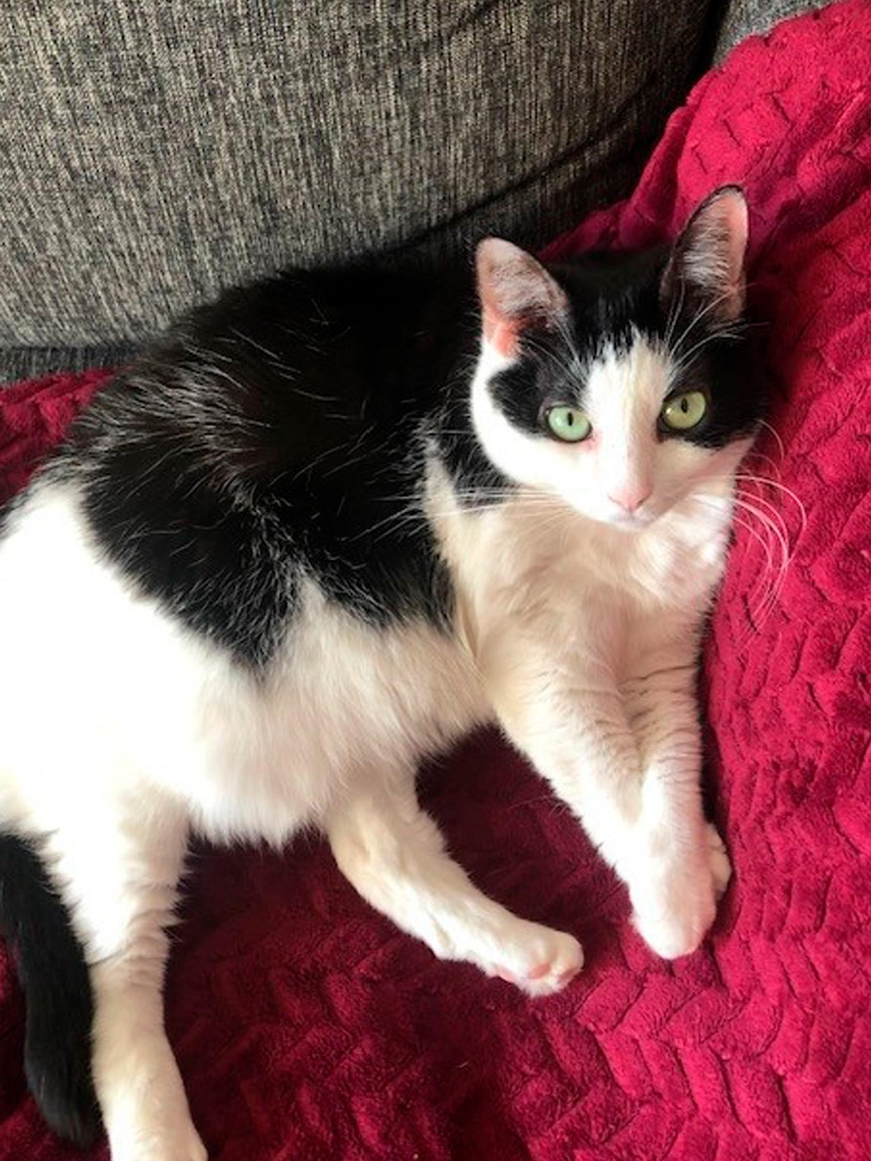 Kissa, joka oli enemmän kuin kissa – Miina tervehti perhettään viimeisen kerran vielä kuolemansa jälkeen