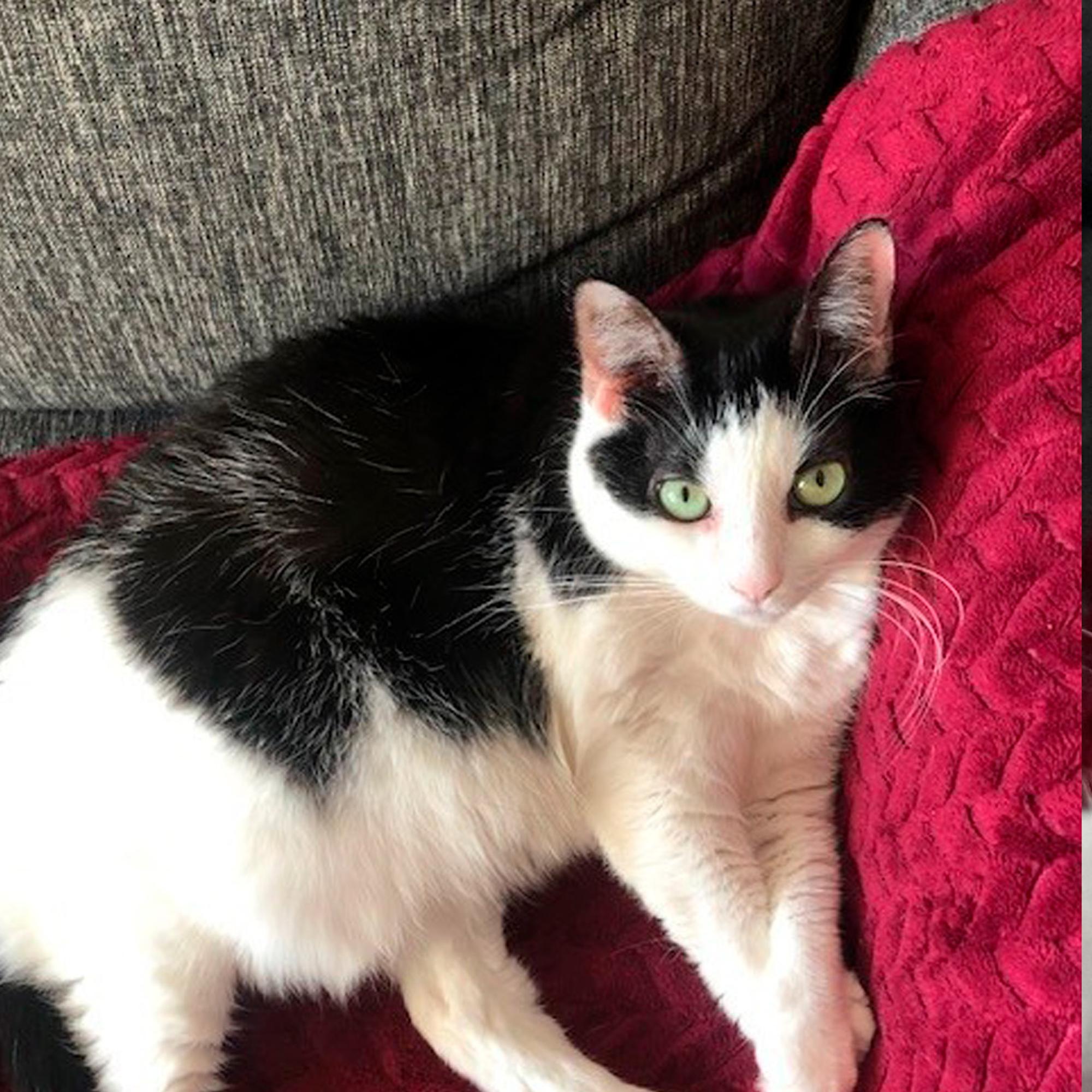 Kissa, joka oli enemmän kuin kissa – Miina tervehti perhettään viimeisen kerran vielä kuolemansa jälkeen