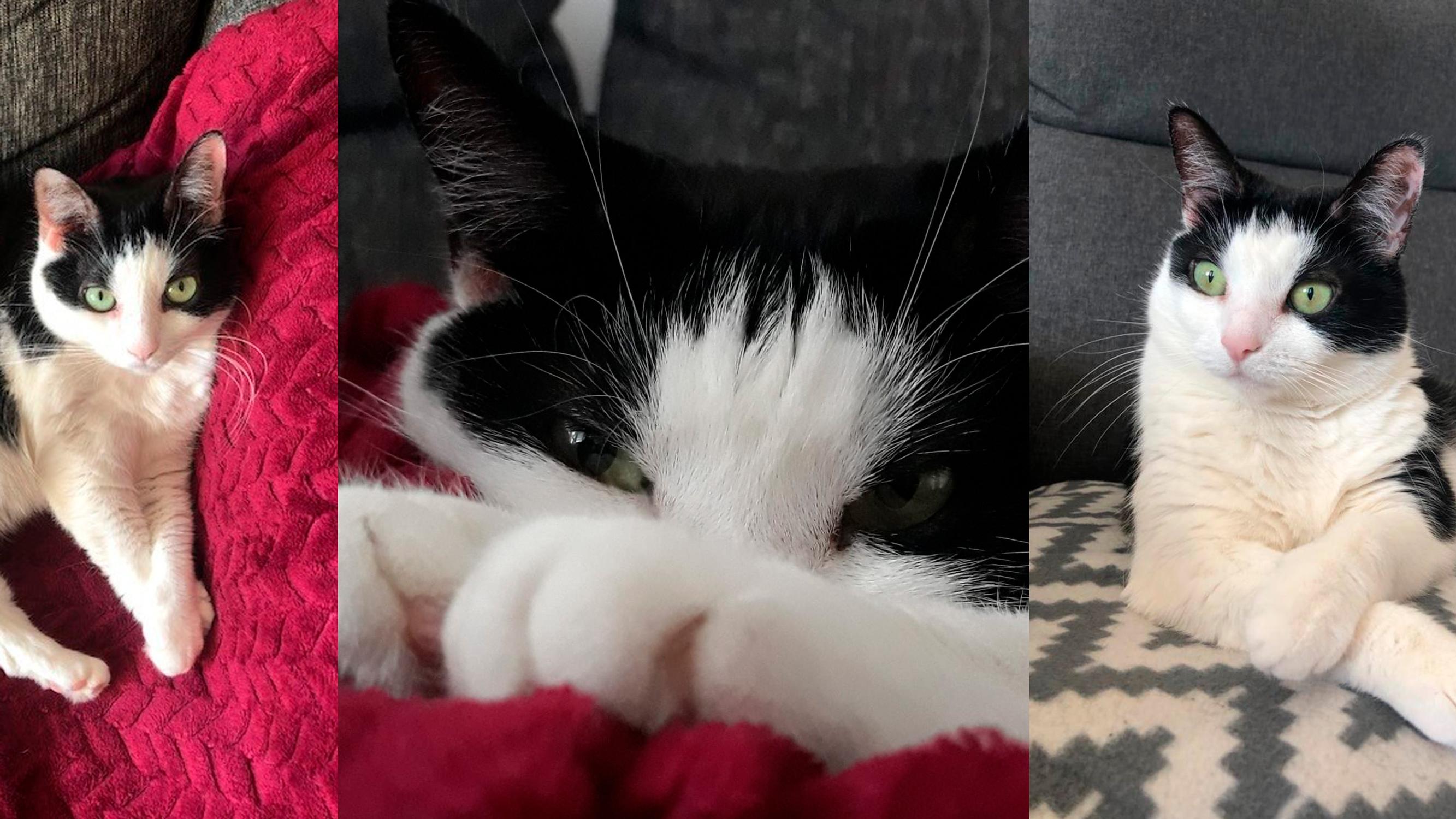 Kissa, joka oli enemmän kuin kissa – Miina tervehti perhettään viimeisen kerran vielä kuolemansa jälkeen