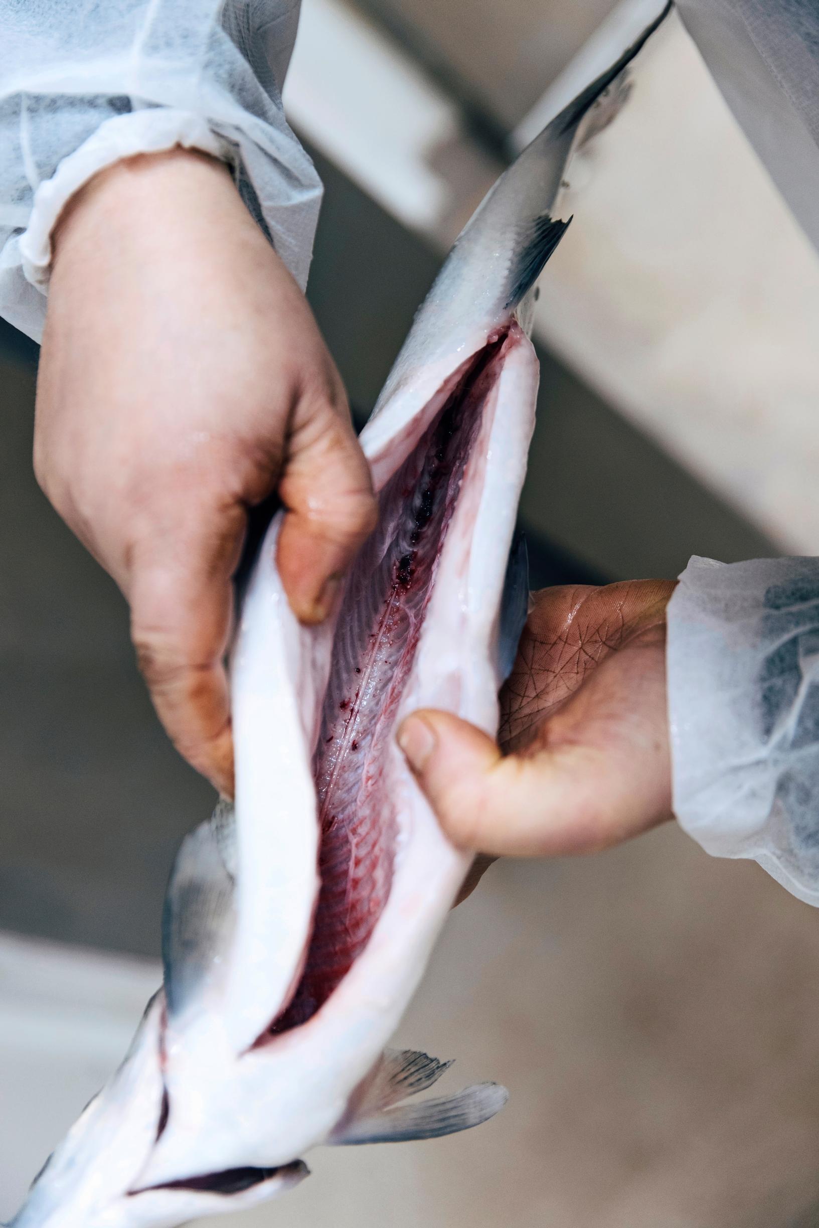 Kalastaja Ben Henriksson. 