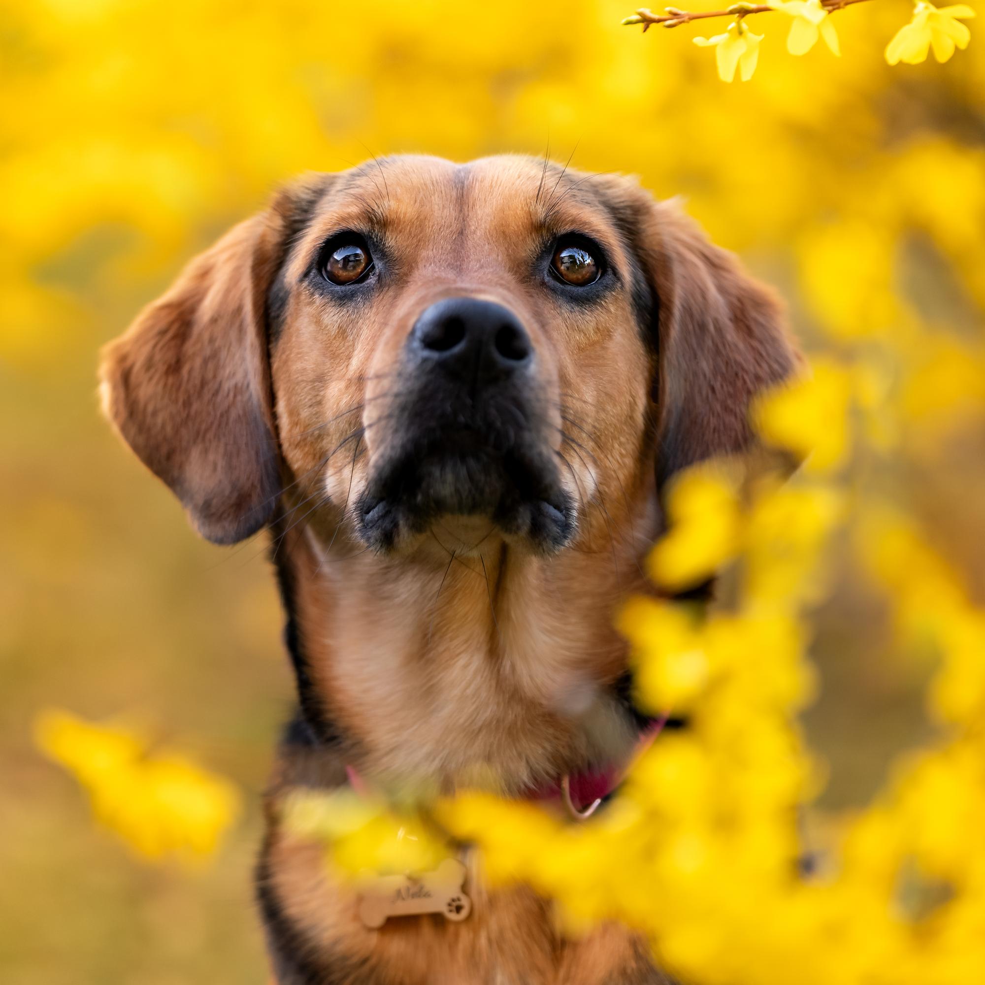 Mikä suomalainen pörssiyritys on saanut nimensä sekarotuisen jäniskoiran mukaan? Testaa tietosi