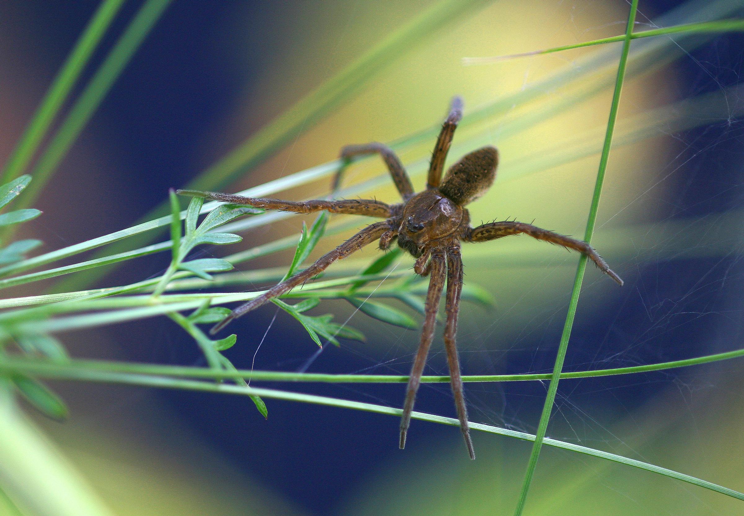 Hämähäkit syövät vuodessa ihmiskunnan verran biomassaa. Kuvassa rantahämähäkki, joka on Suomen suurimpia hämähäkkejä.