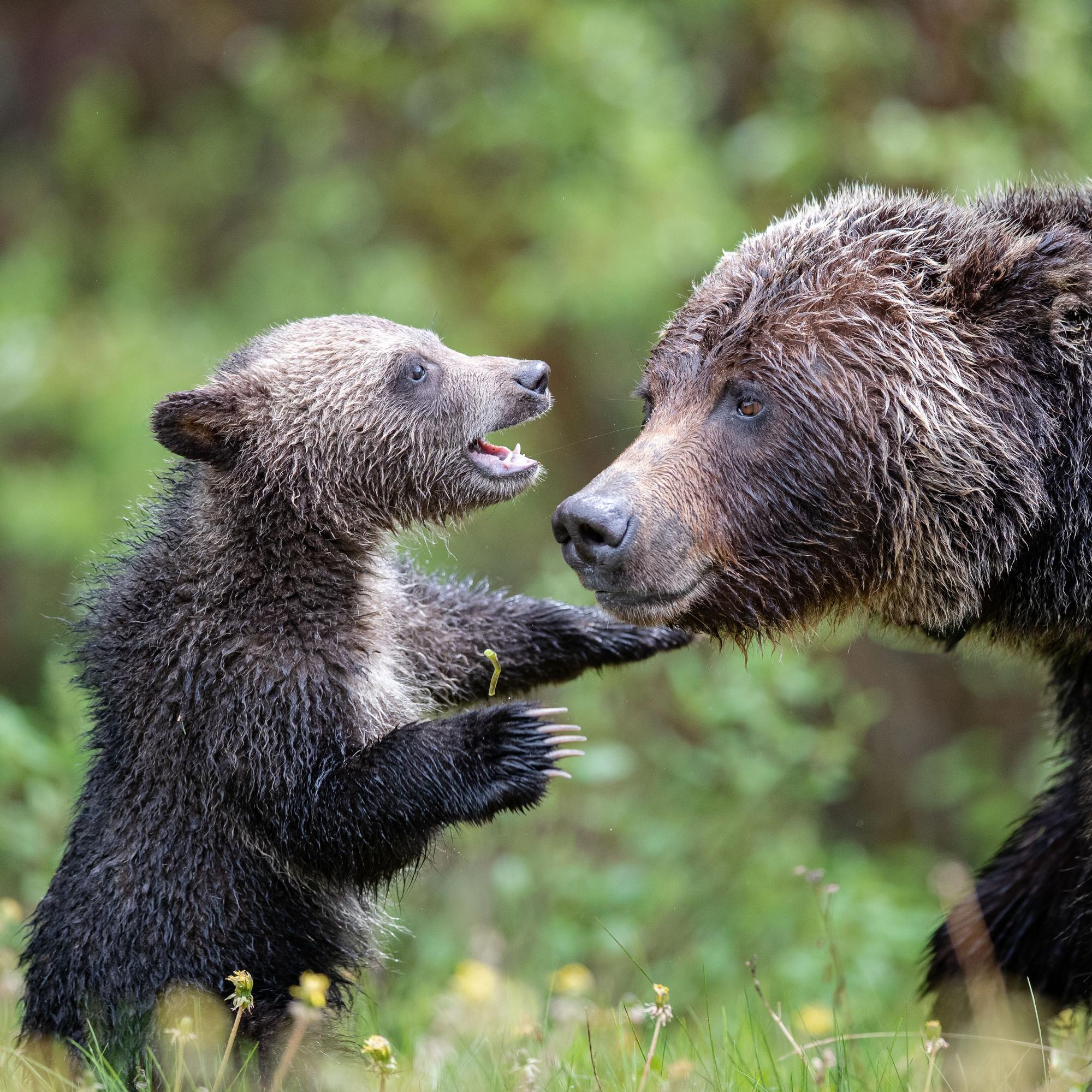 Karhuja tunnistetaan nyt algoritmien avulla: BearID tunnistaa yksittäisen karhun riistakameralla jopa 83,9 prosentin tarkkuudella
