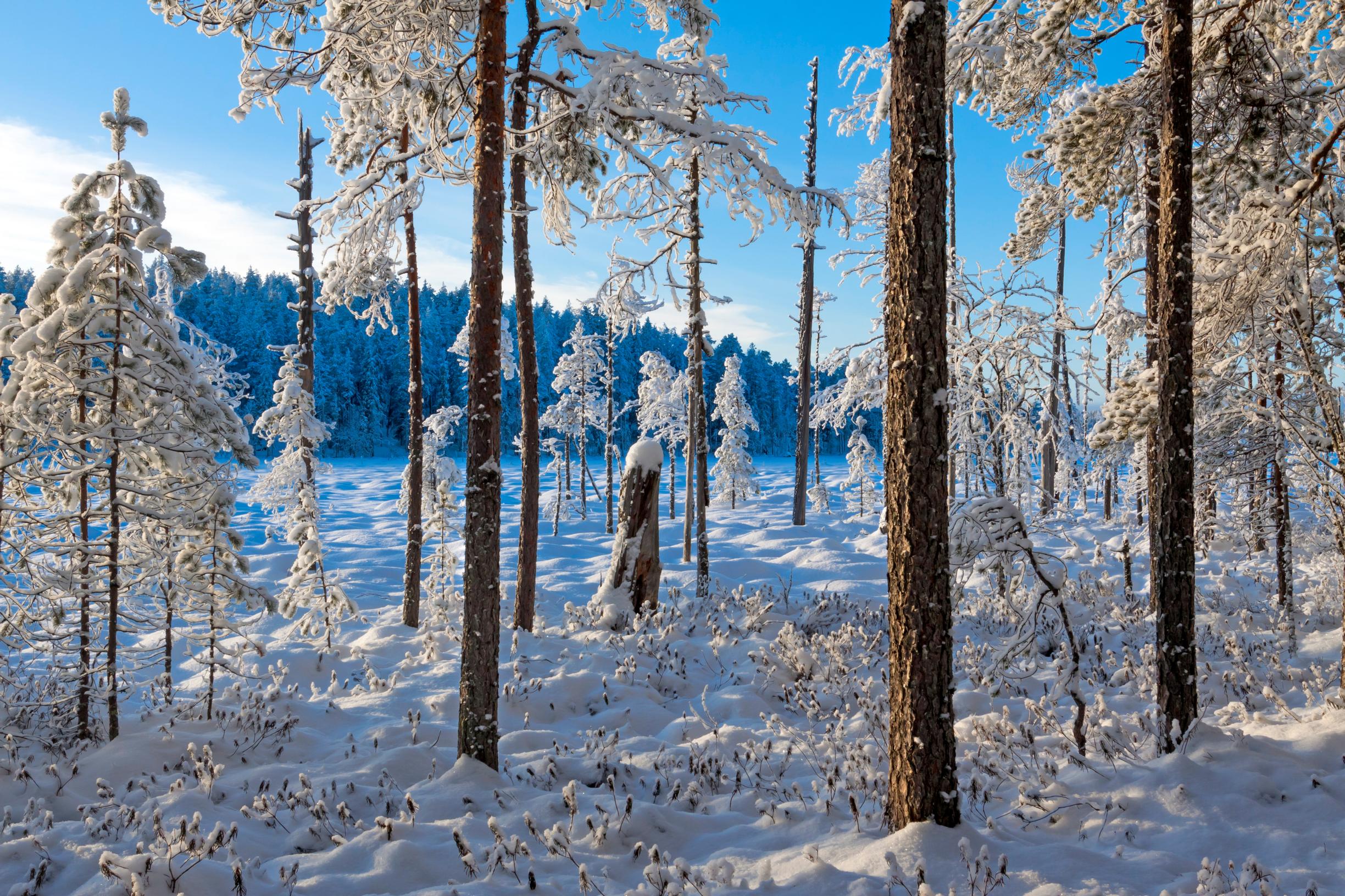Pyhä-Häkin kansallispuiston pinta-alasta soita on lähes puolet.