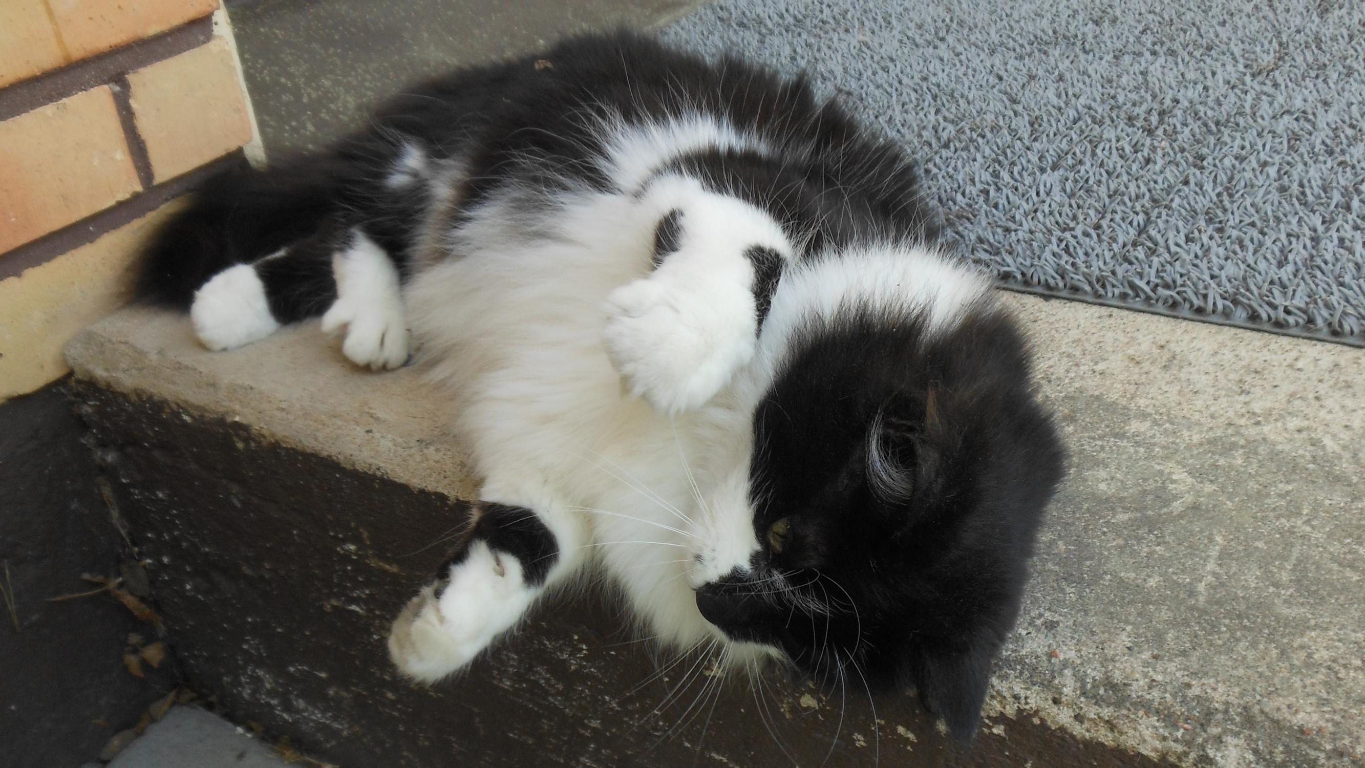 Määrätietoinen Kattis-kissa valitsi itselleen uuden perheen ja vaihtoi Kanariansaaret Keski-Suomeen