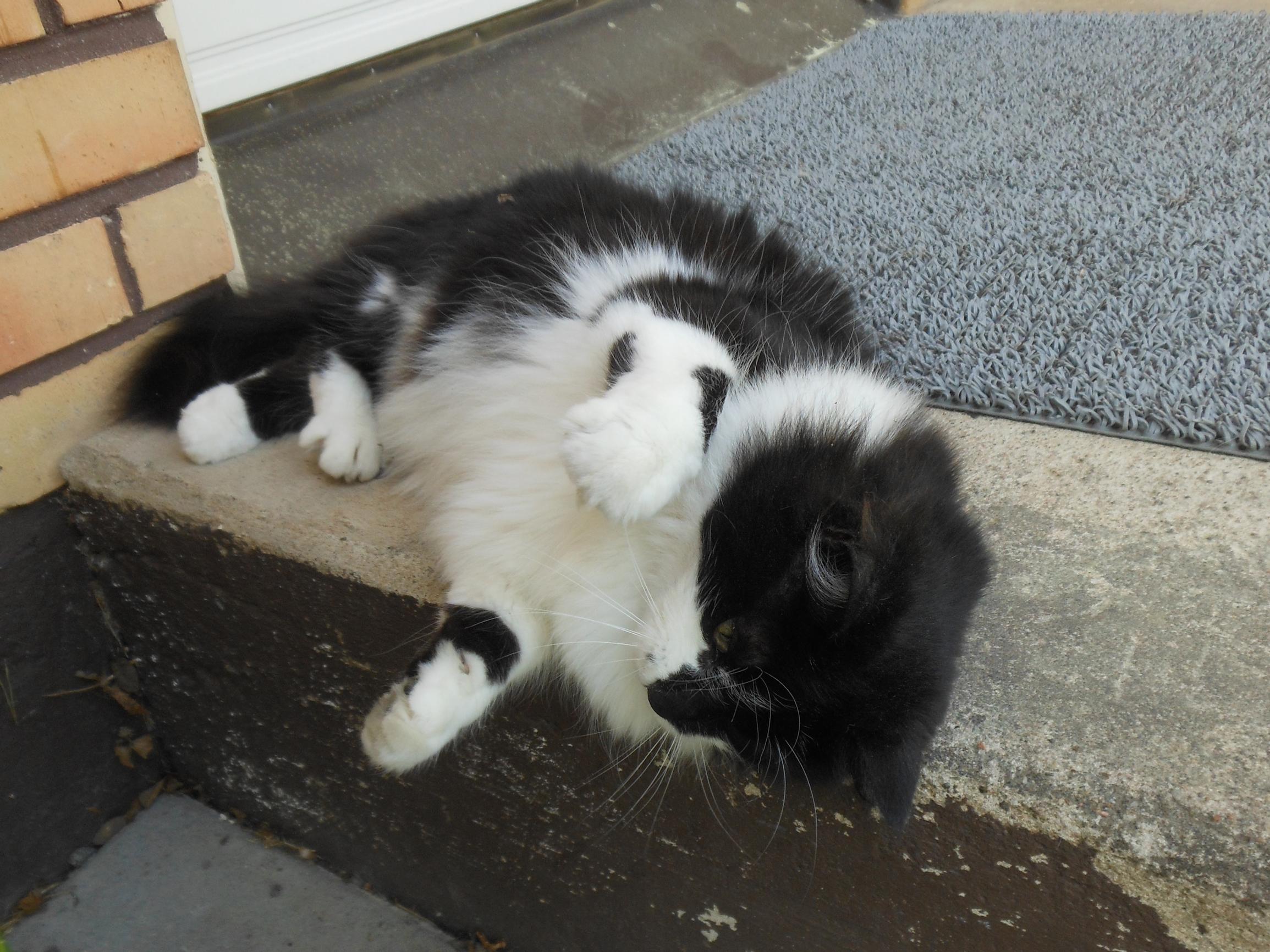 Määrätietoinen Kattis-kissa valitsi itselleen uuden perheen ja vaihtoi Kanariansaaret Keski-Suomeen