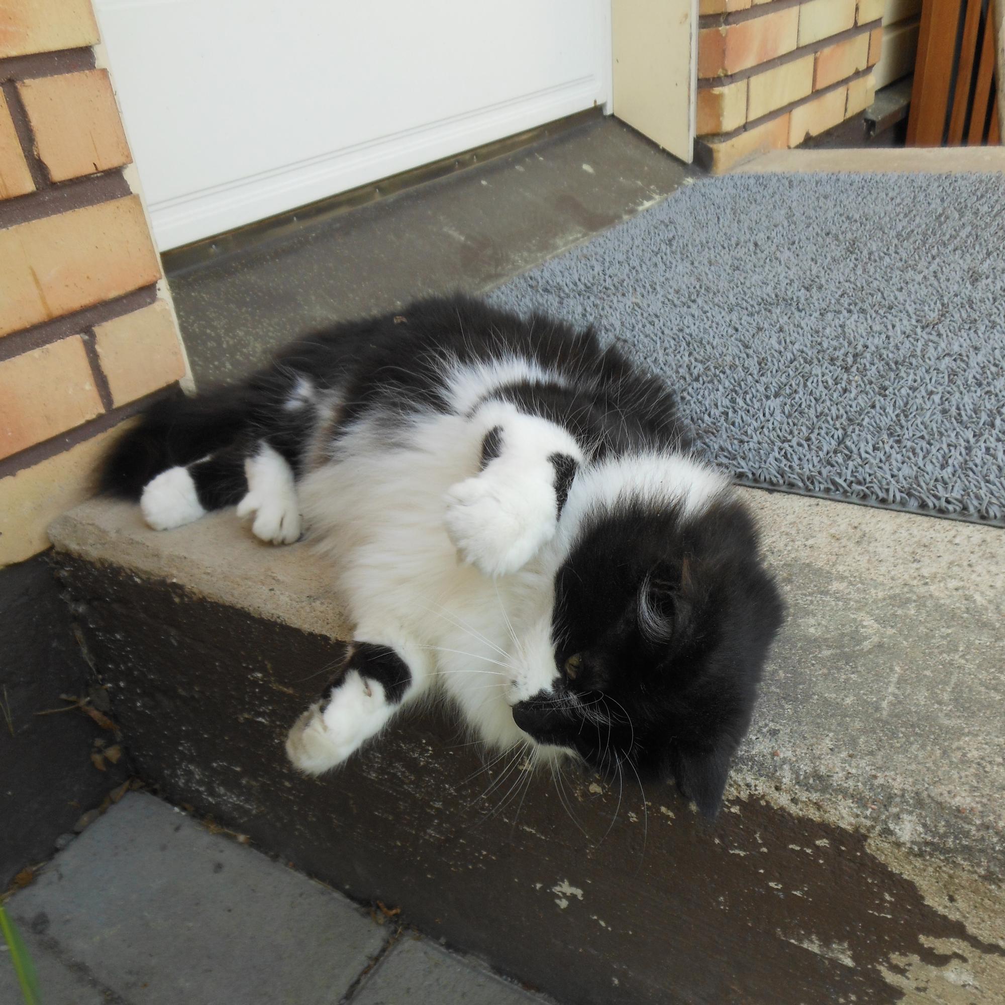 Määrätietoinen Kattis-kissa valitsi itselleen uuden perheen ja vaihtoi Kanariansaaret Keski-Suomeen