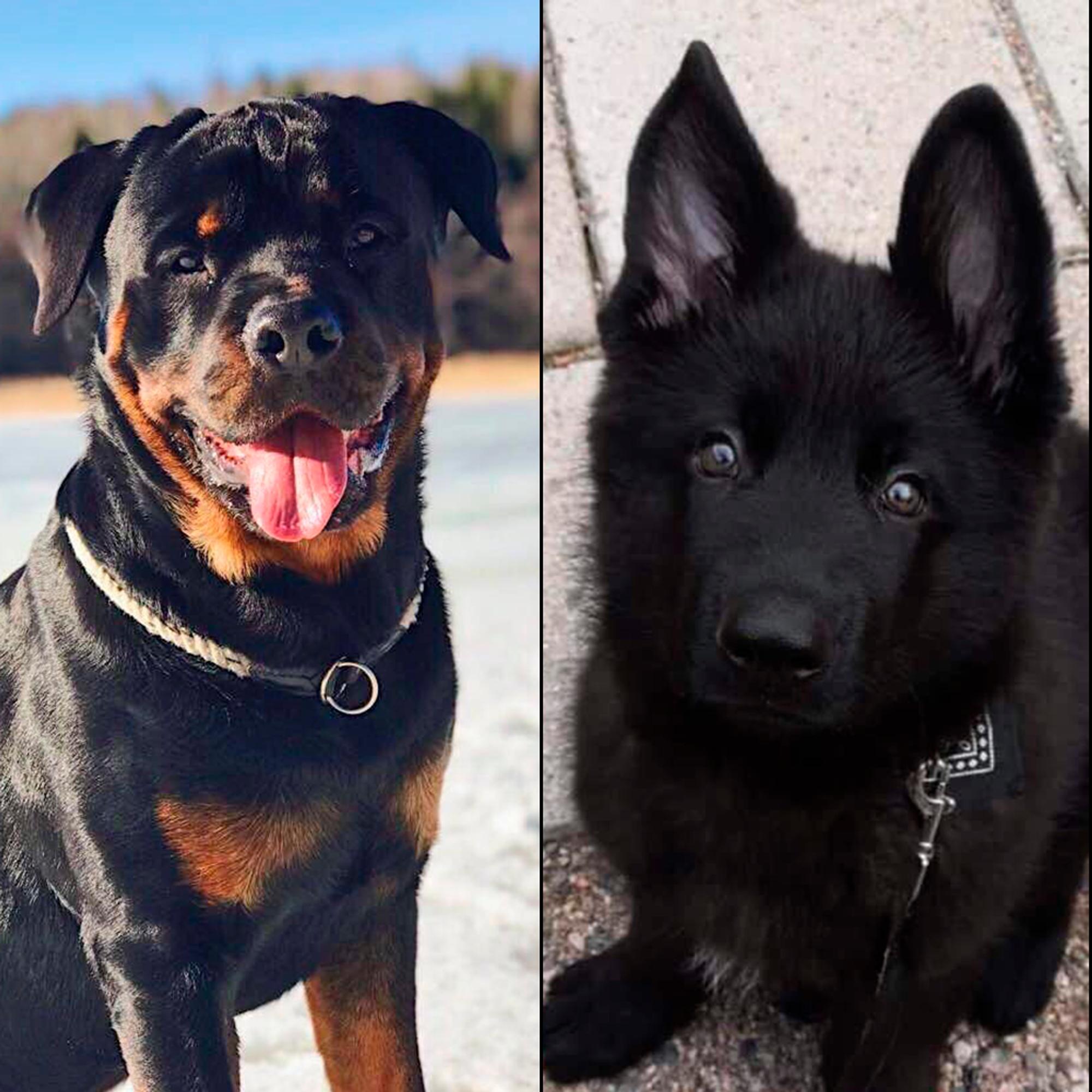 Sankarikoirat 2023: Carlos veti omistajansa jäistä, Rosso pelasti hukkuvan, Roope esti tajutonta kylmettymästä