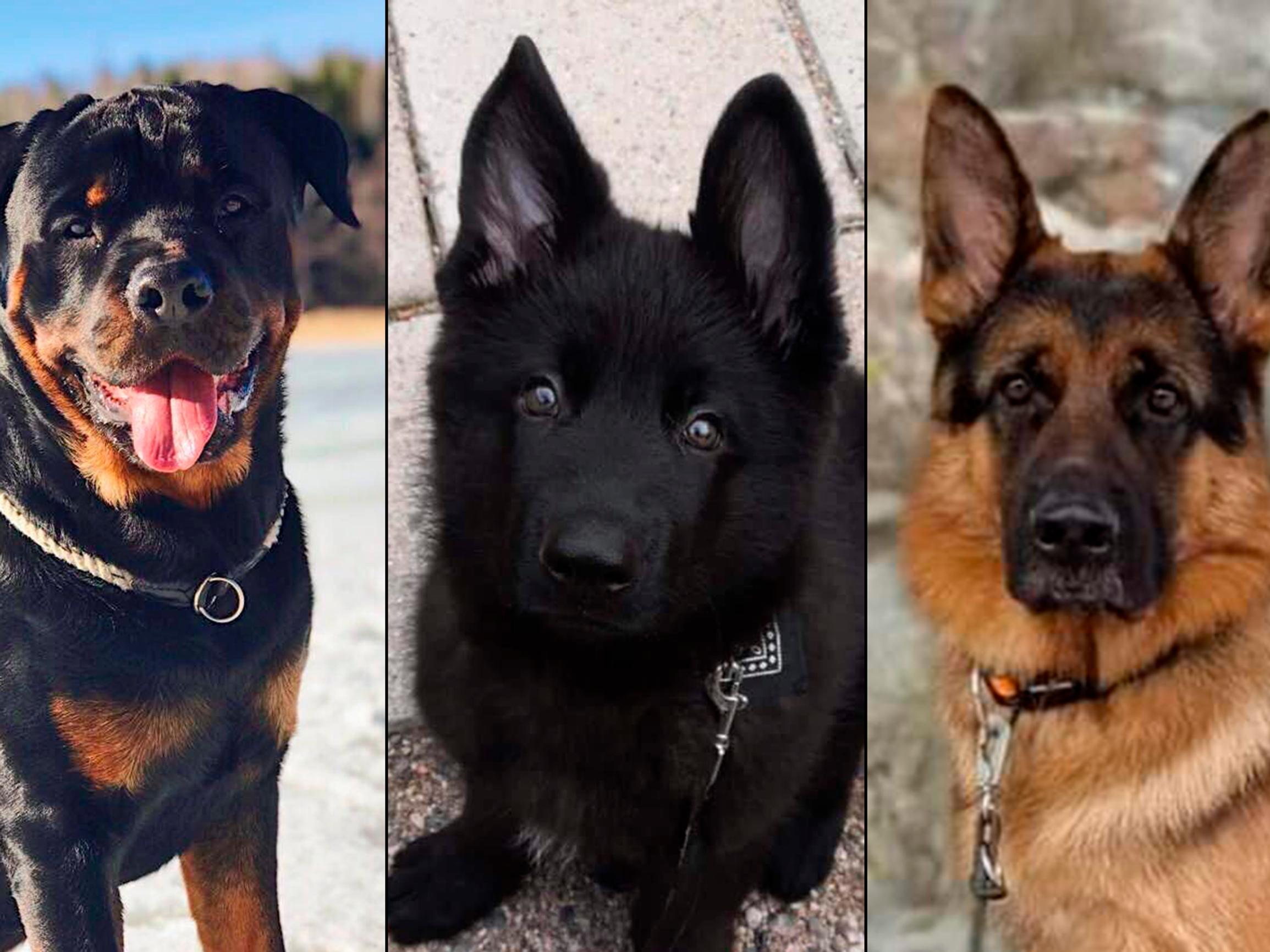 Sankarikoirat 2023: Carlos veti omistajansa jäistä, Rosso pelasti hukkuvan, Roope esti tajutonta kylmettymästä