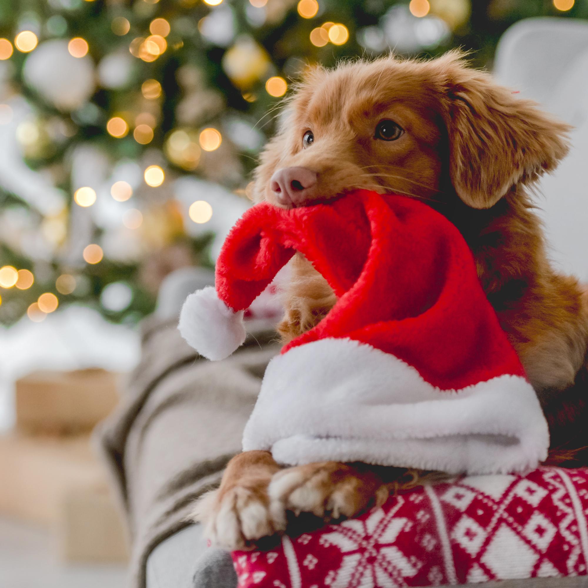 Joulun herkut ja koristeet voivat viedä koiran tai kissan sairaalaan – Näin vältät vaaratilanteet