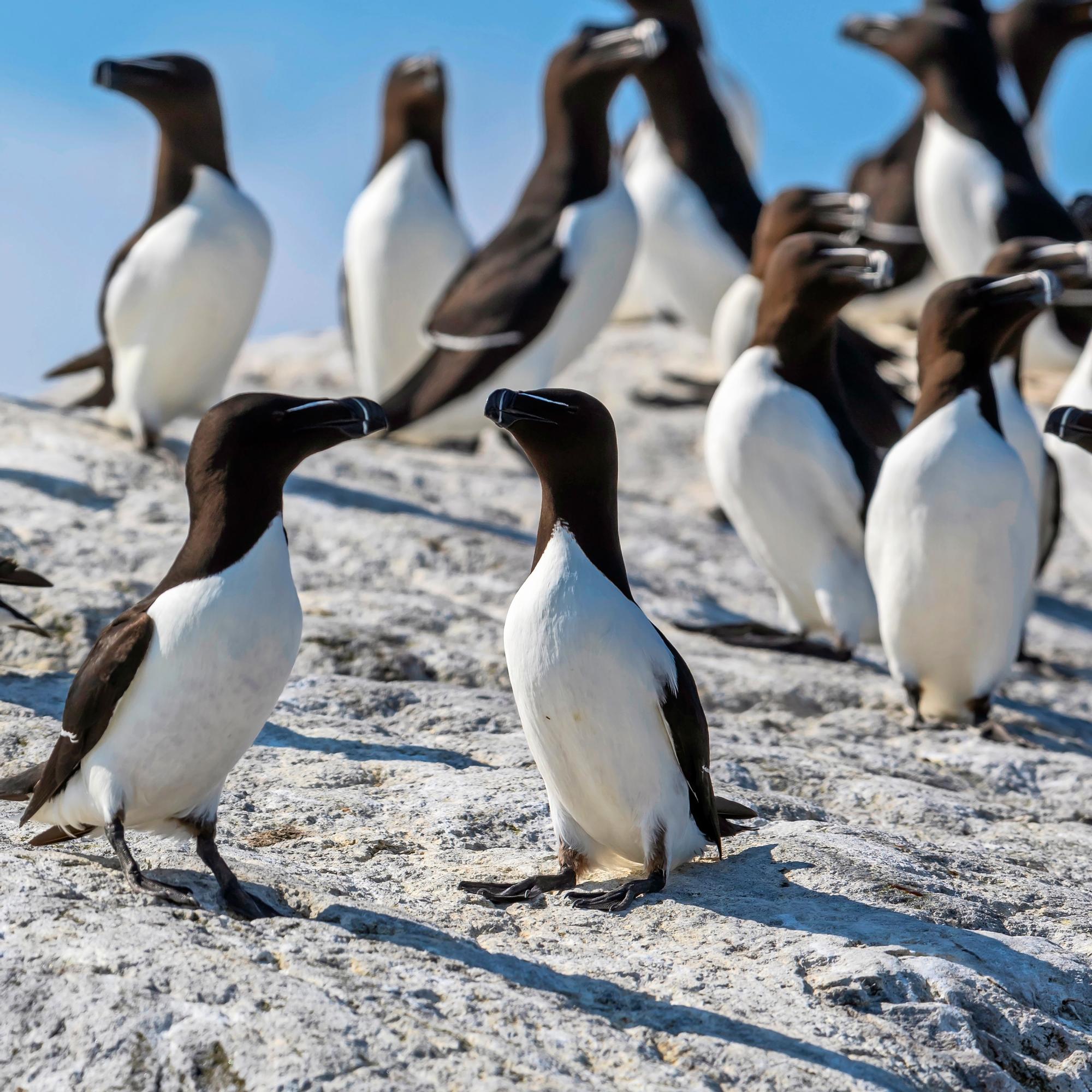 Ulkosaaristossa elävä ruokki näyttää pingviiniltä ja jopa muuttaa uimalla 