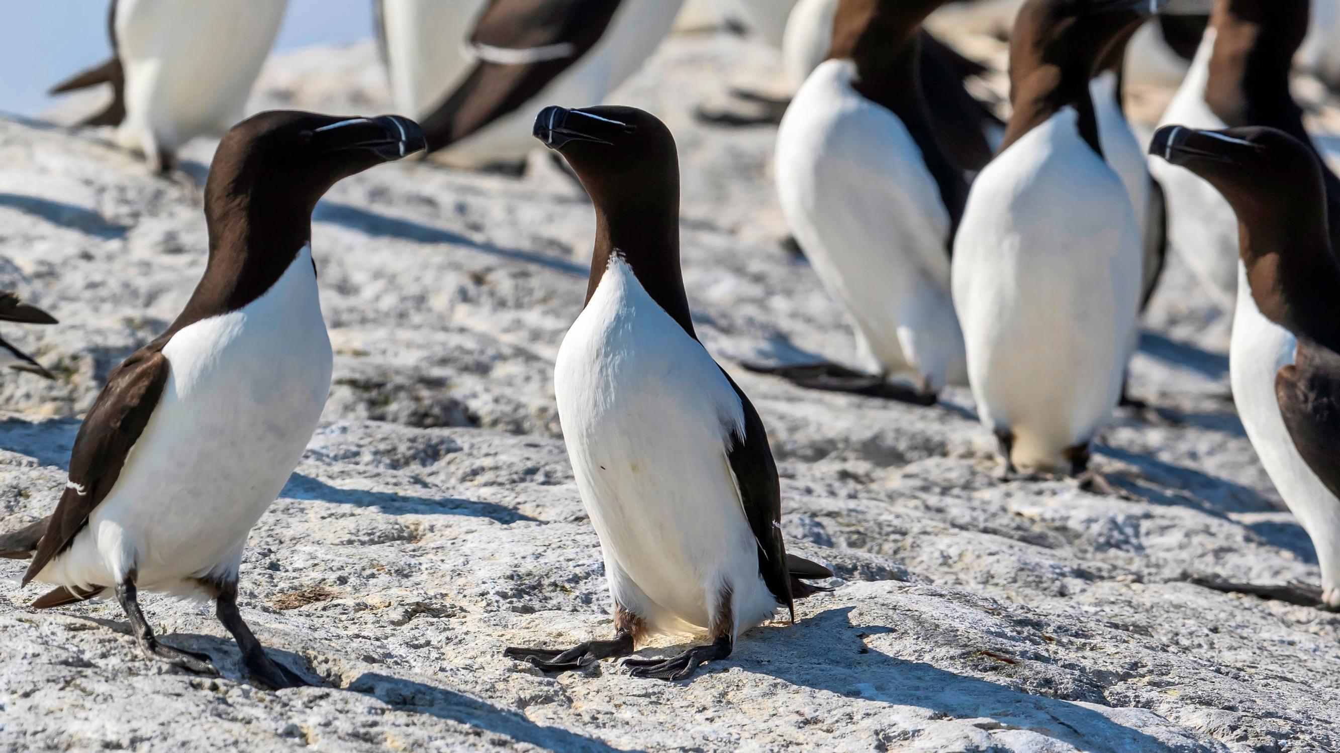 Ulkosaaristossa elävä ruokki näyttää pingviiniltä ja jopa muuttaa uimalla 