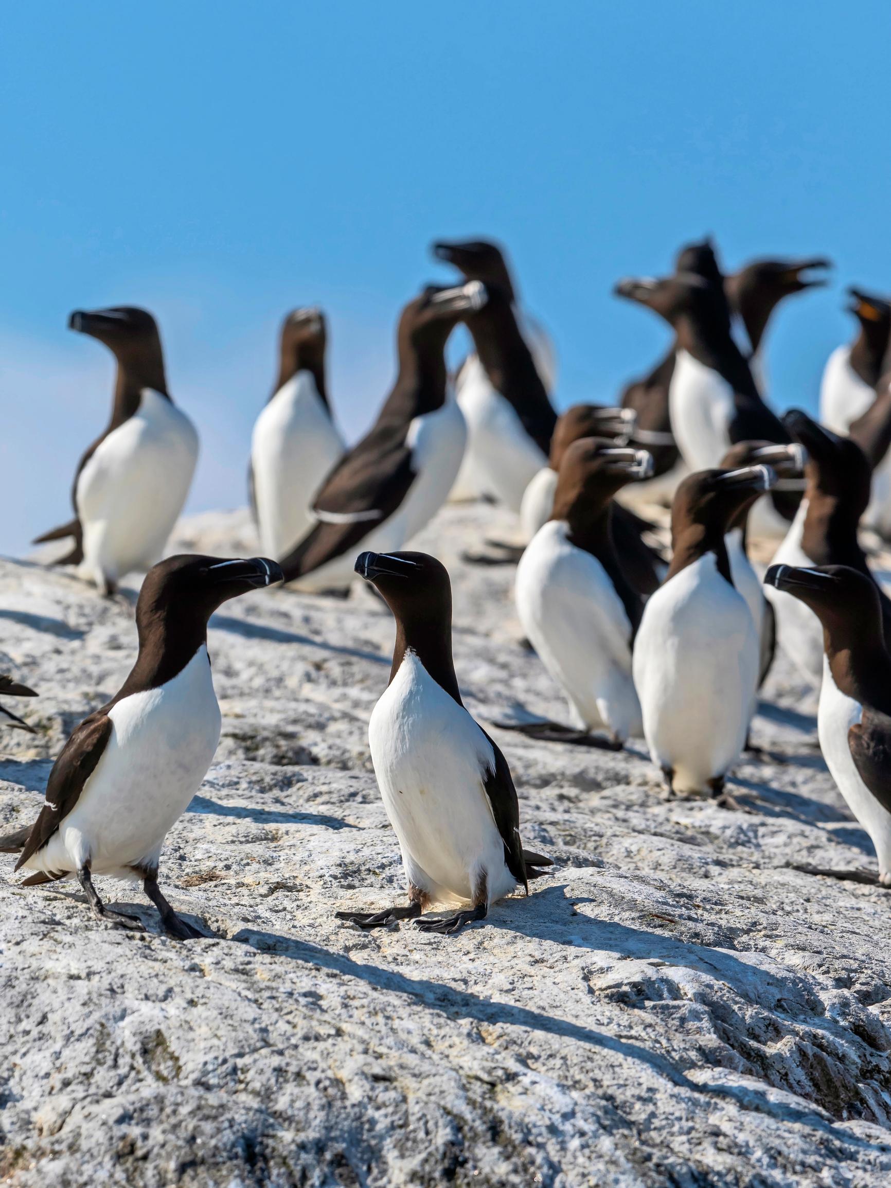 Ulkosaaristossa elävä ruokki näyttää pingviiniltä ja jopa muuttaa uimalla 