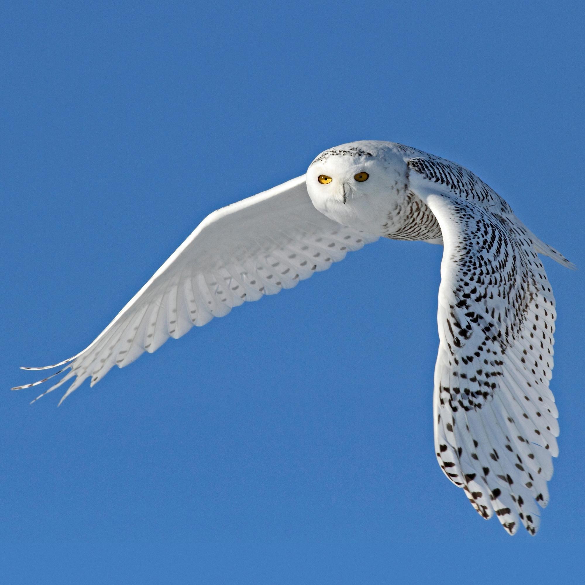 Tunturin aave: Kimmo Ohtonen matkusti Suomen laajimpaan erämaahan etsimään uhanalaista tunturipöllöä