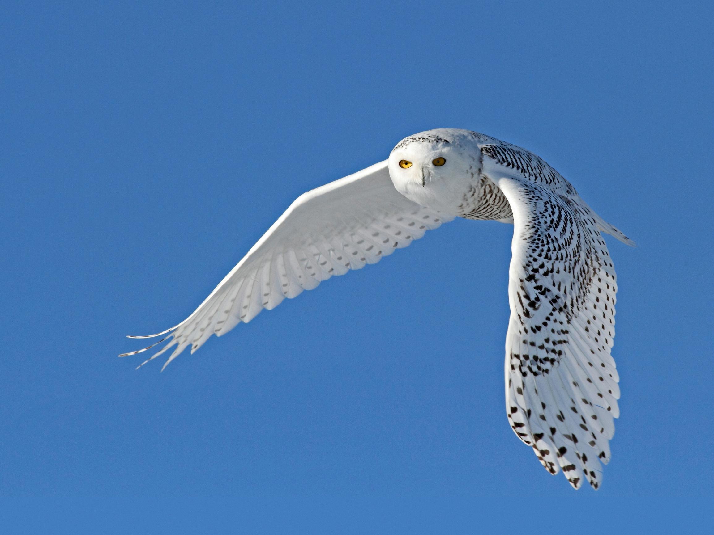 Tunturin aave: Kimmo Ohtonen matkusti Suomen laajimpaan erämaahan etsimään uhanalaista tunturipöllöä