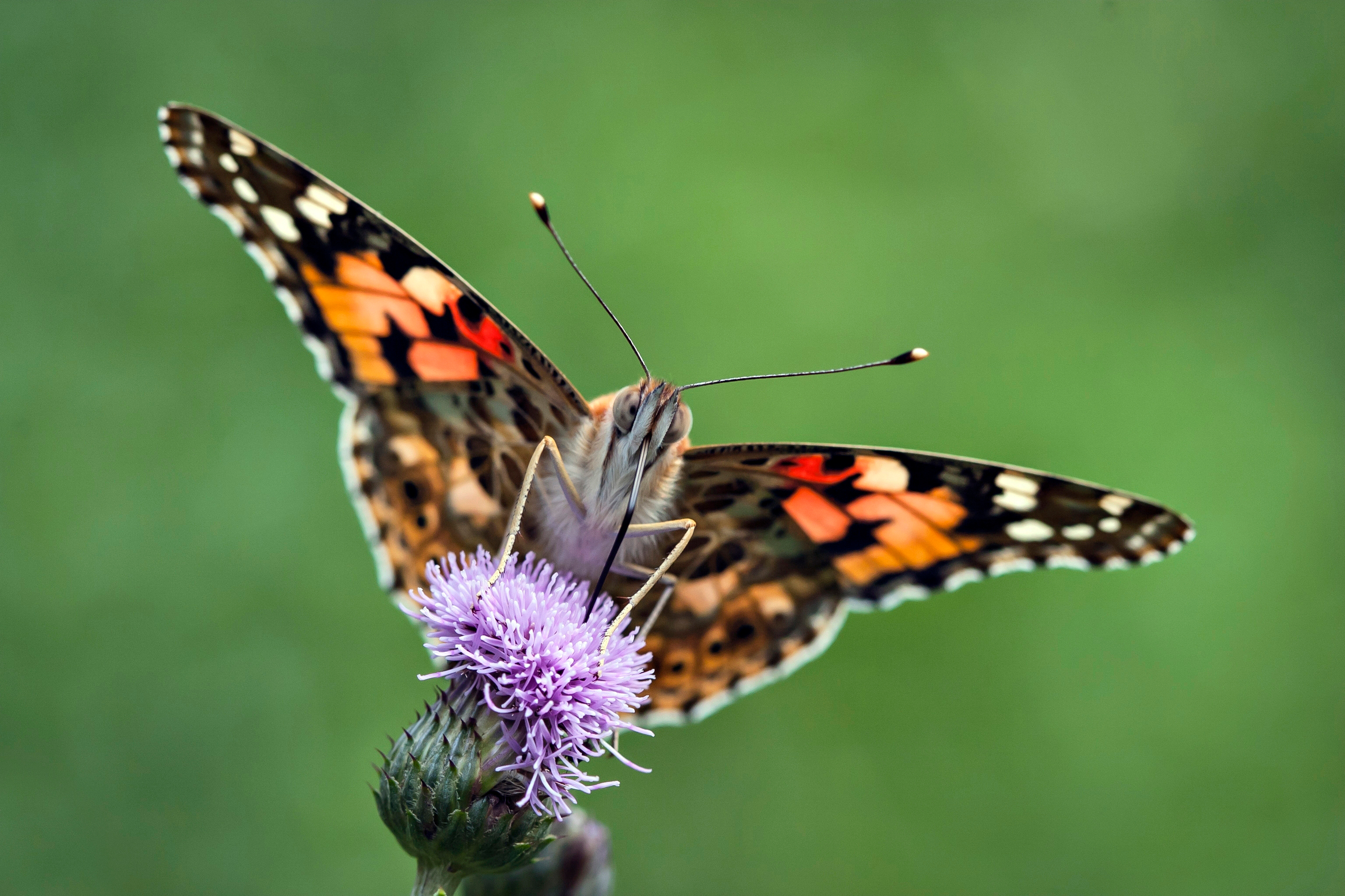Nämä perhoset muuttavat kuin muuttolinnut – mutta huomaamatta | Apu