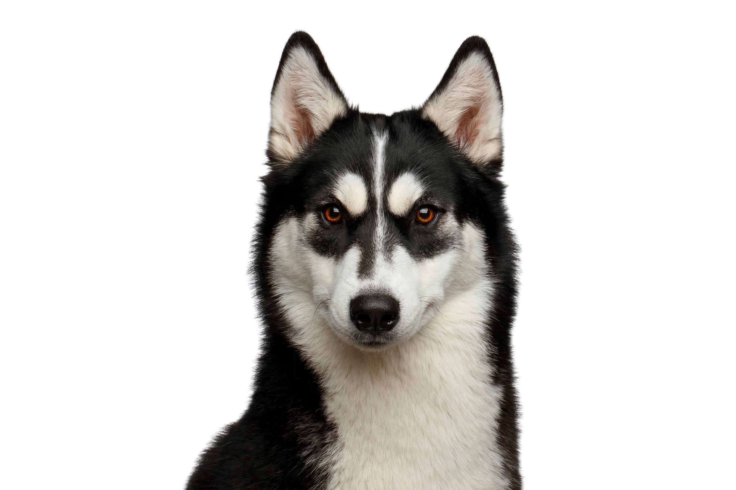 Koira saattaa purra omistajaansa tilanteessa, jossa se on yhtäkkiä säikähtänyt esimerkiksi toista koiraa. Kuvassa koira.