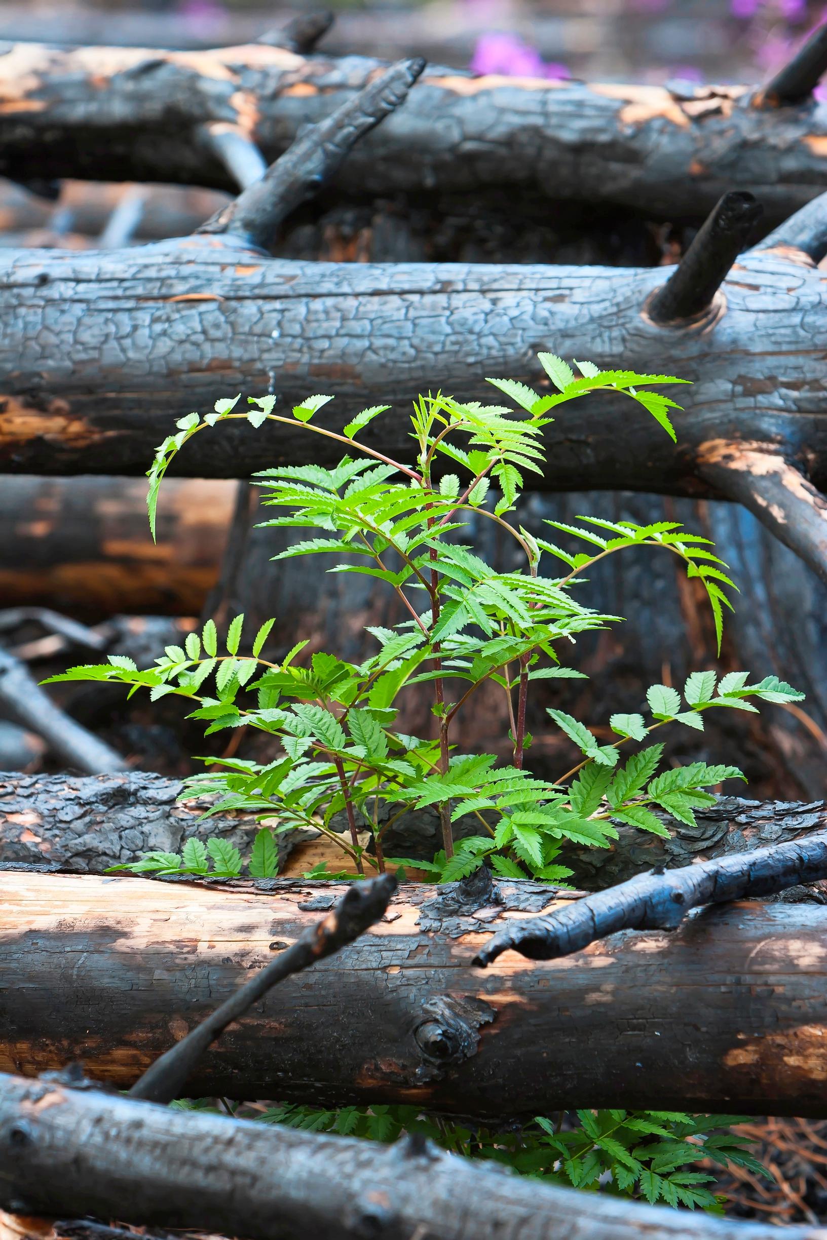 Pioneeripuuna pihlaja on ensimmäisiä palaneesta maasta nousevia puita.