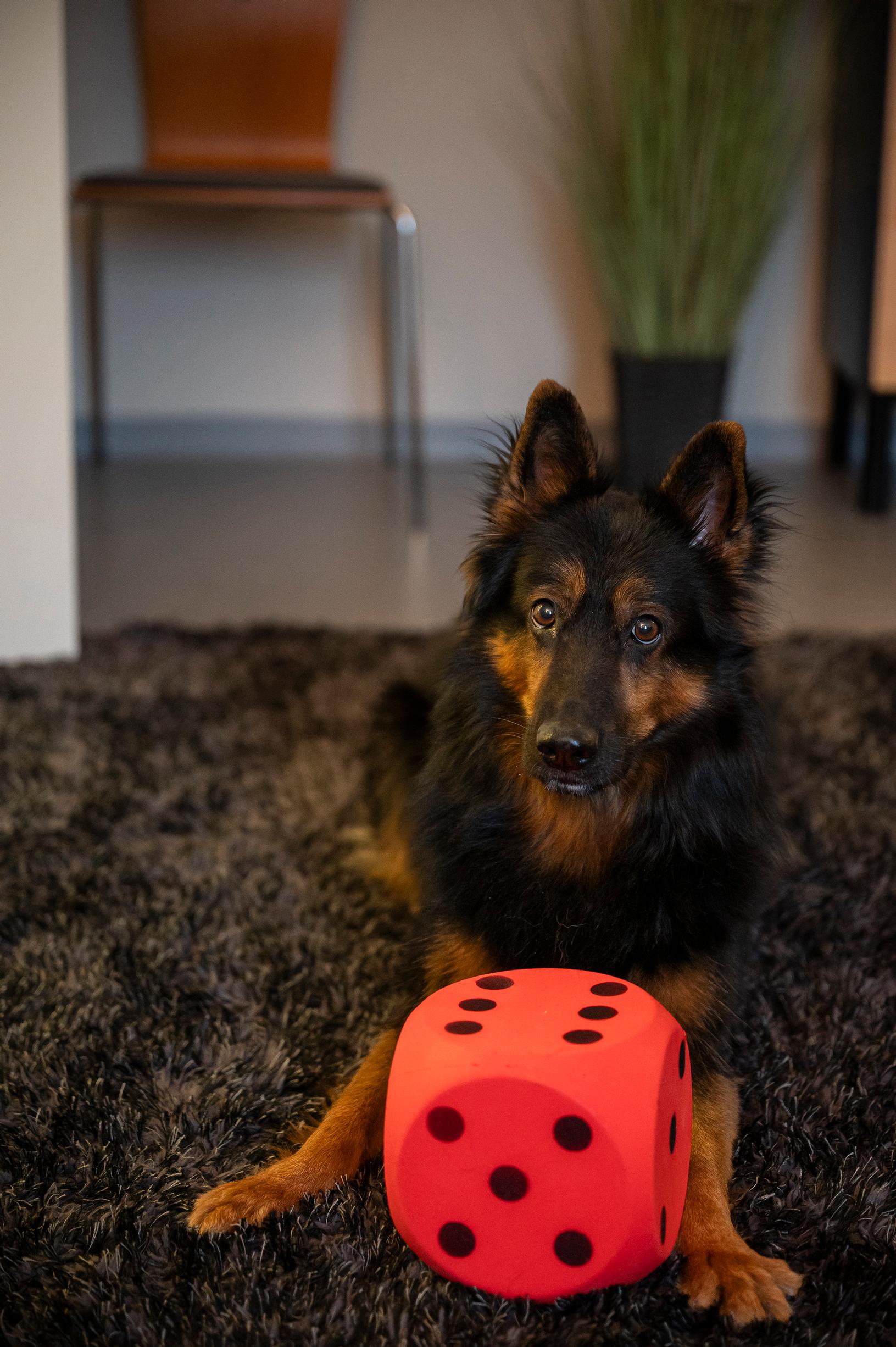 Koira on terapian apu yhä useammin. 5-vuotias tsekinpaimenkoira Maire on taitava aistimaan ihmisten tunnetiloja ja säätelemään läsnäoloaan asiakastilanteissa.