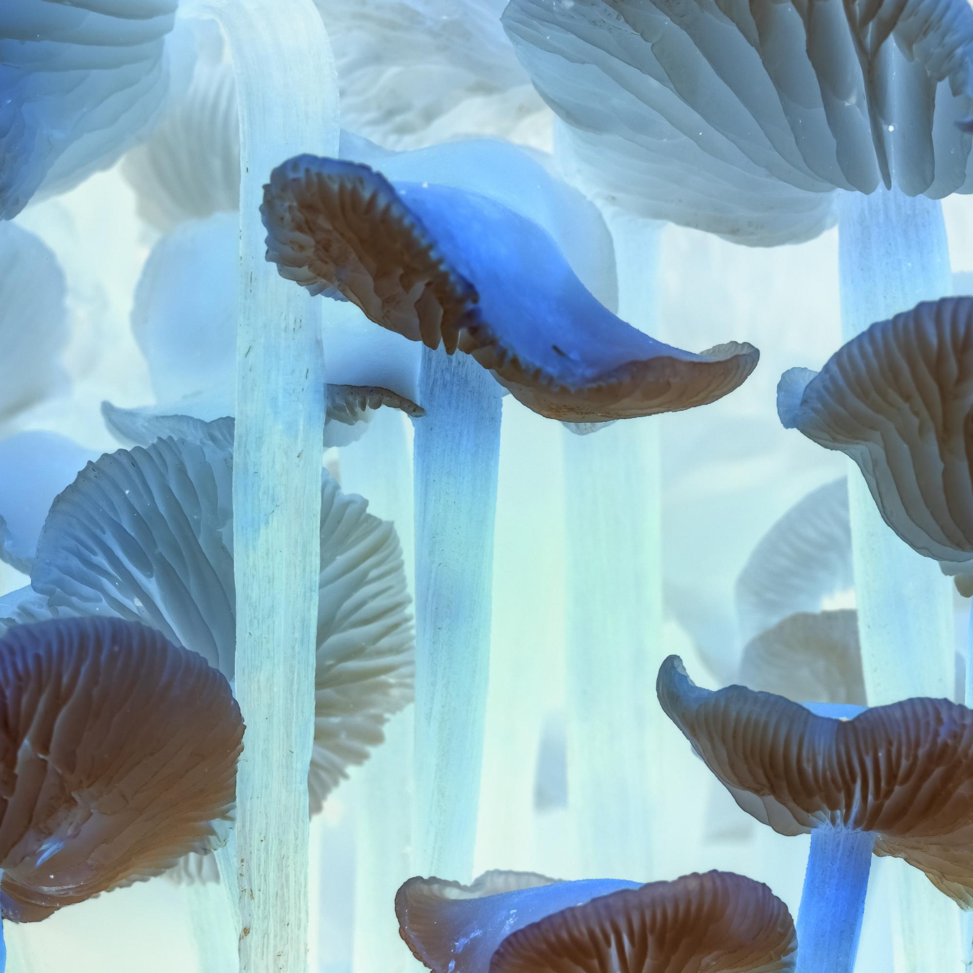 Tripittömät psykedeelit voivat pian olla täällä – Näin ne mullistaisivat mielenterveysongelmien hoidon