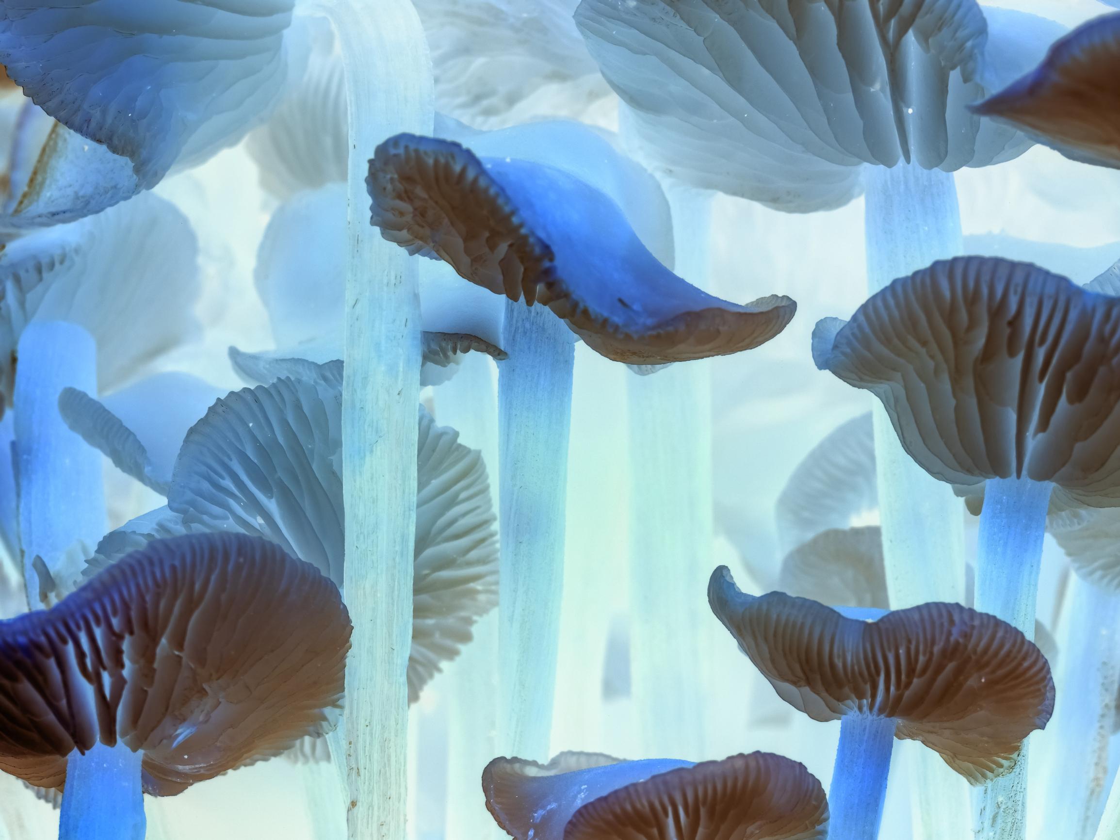 Tripittömät psykedeelit voivat pian olla täällä – Näin ne mullistaisivat mielenterveysongelmien hoidon