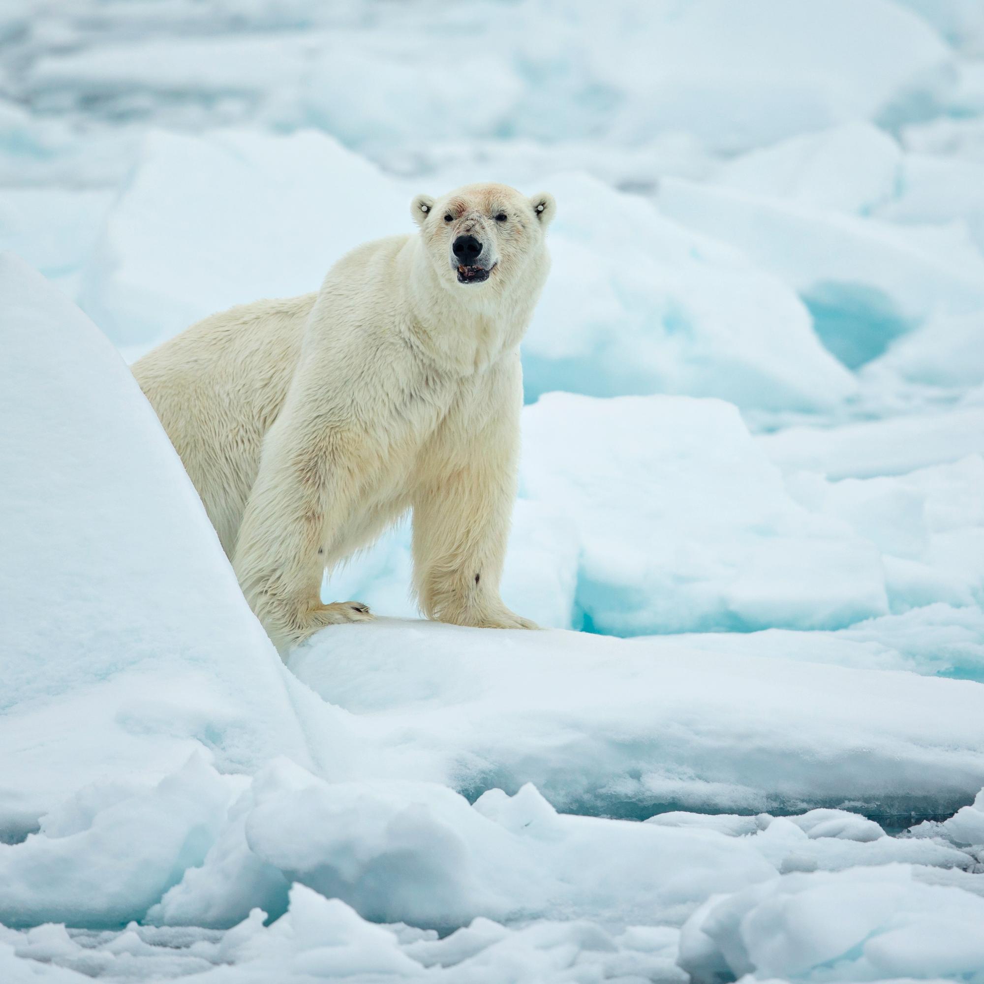 Jääkarhu taistelee olemassaolostaan hupenevan merijään reunalla