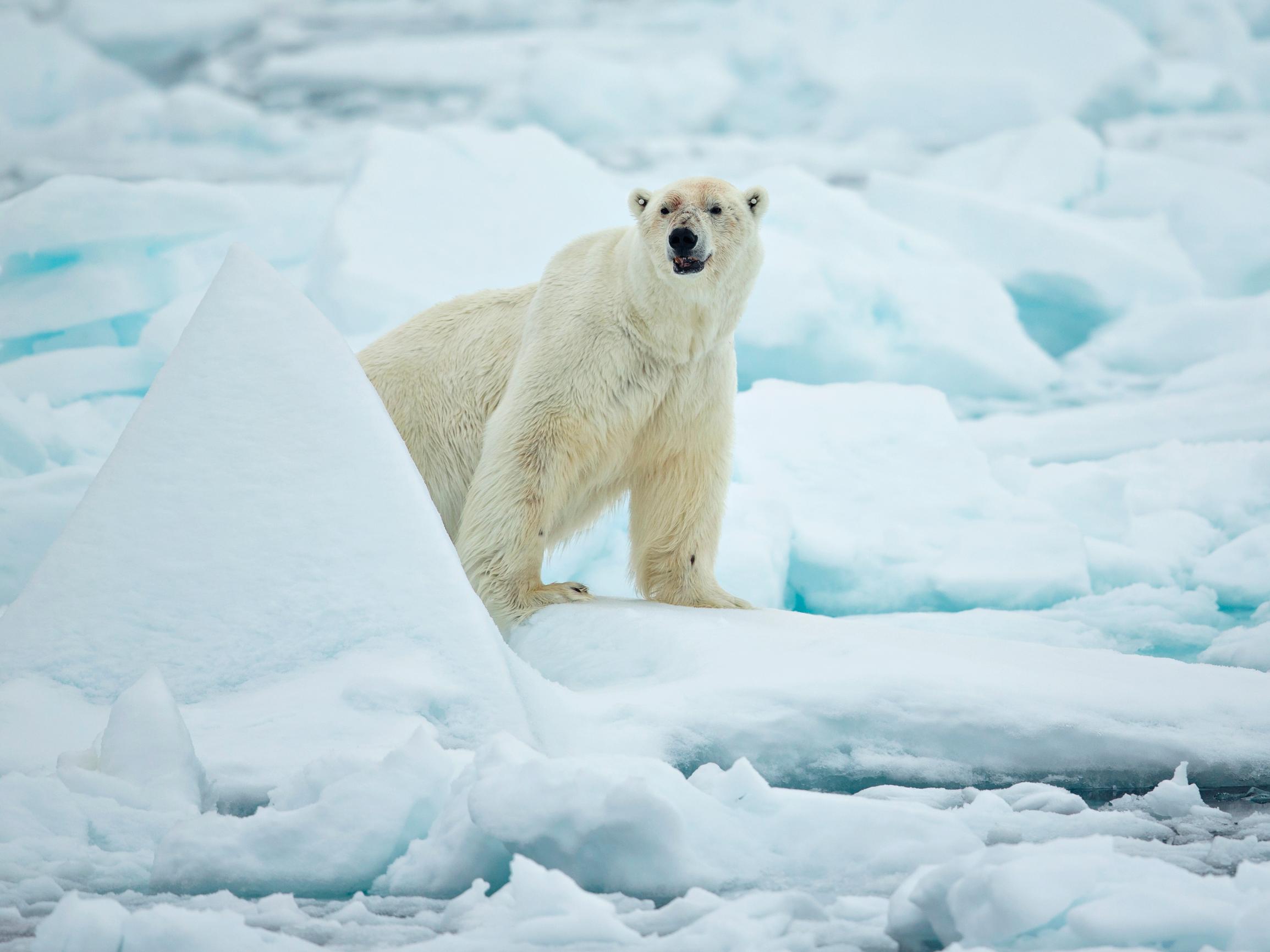 Jääkarhu taistelee olemassaolostaan hupenevan merijään reunalla