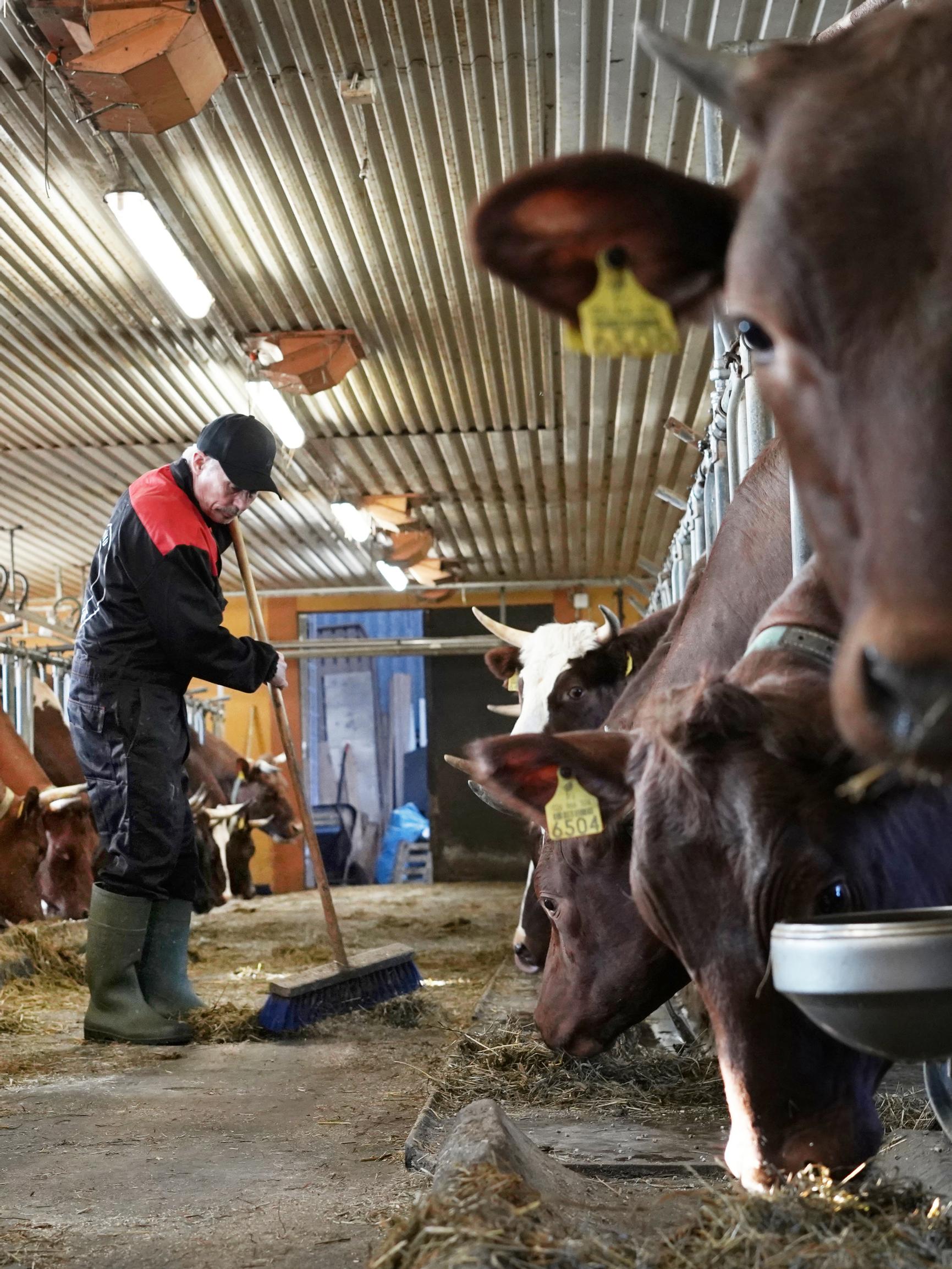 ”Eläimistä on huolehdittava, jaksoit tai et” – Suomen pohjoisinta maitotilaa pitävä Urho Guttorm menee navettaan vaikka 50 asteen pakkasessa