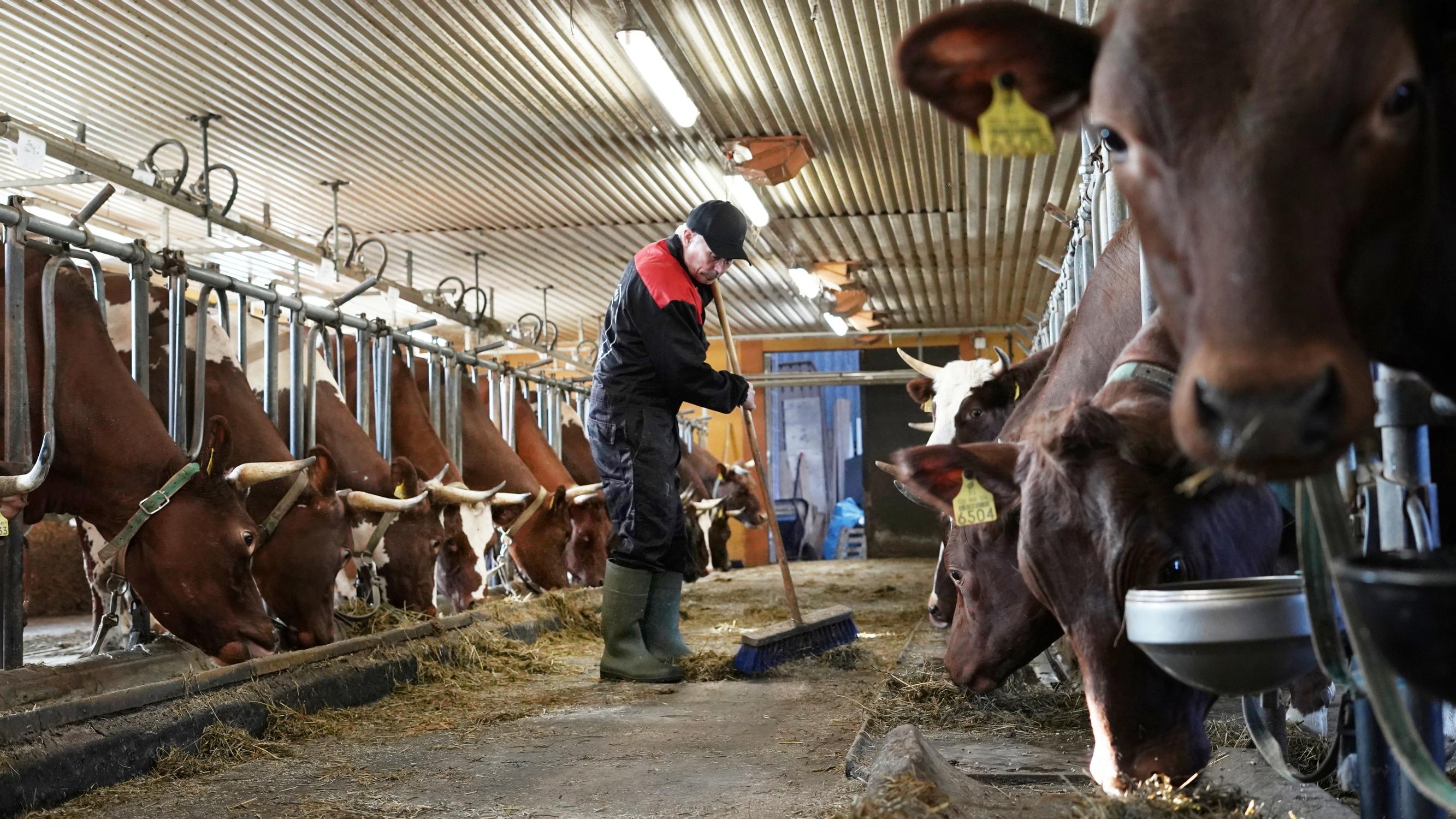”Eläimistä on huolehdittava, jaksoit tai et” – Suomen pohjoisinta maitotilaa pitävä Urho Guttorm menee navettaan vaikka 50 asteen pakkasessa