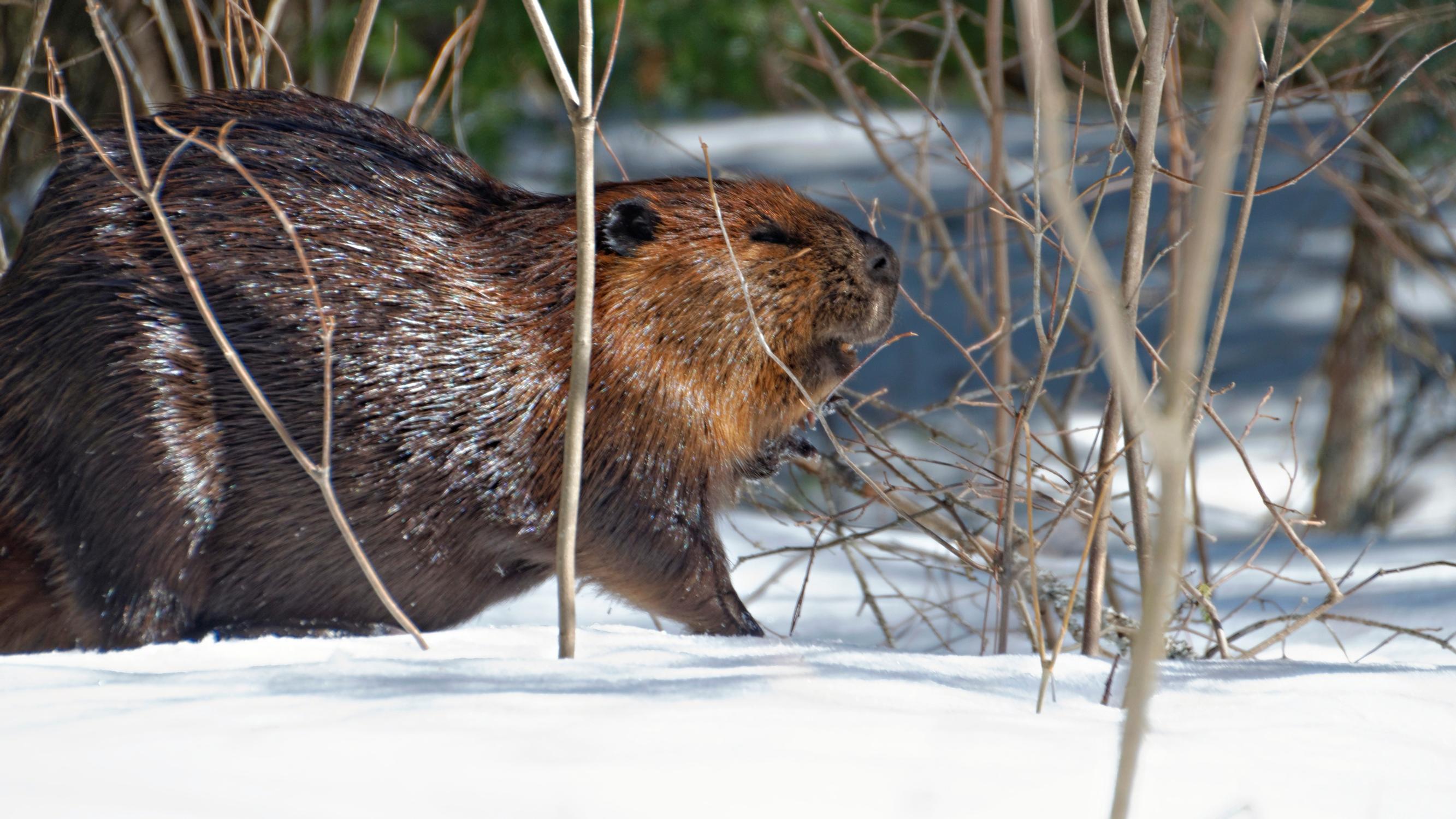Majava kiusaa metsän omistajaa mutta hirvet, jänikset ja linnut kiittävät, kun majava muokkaa elinympäristöään