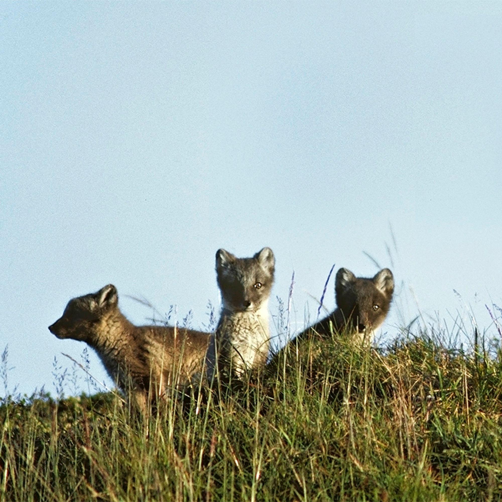 Naalin paluu ei ole ihme, vaan ihmisen avun tulosta – Miten käy, jos Lappi lämpenee edelleen?