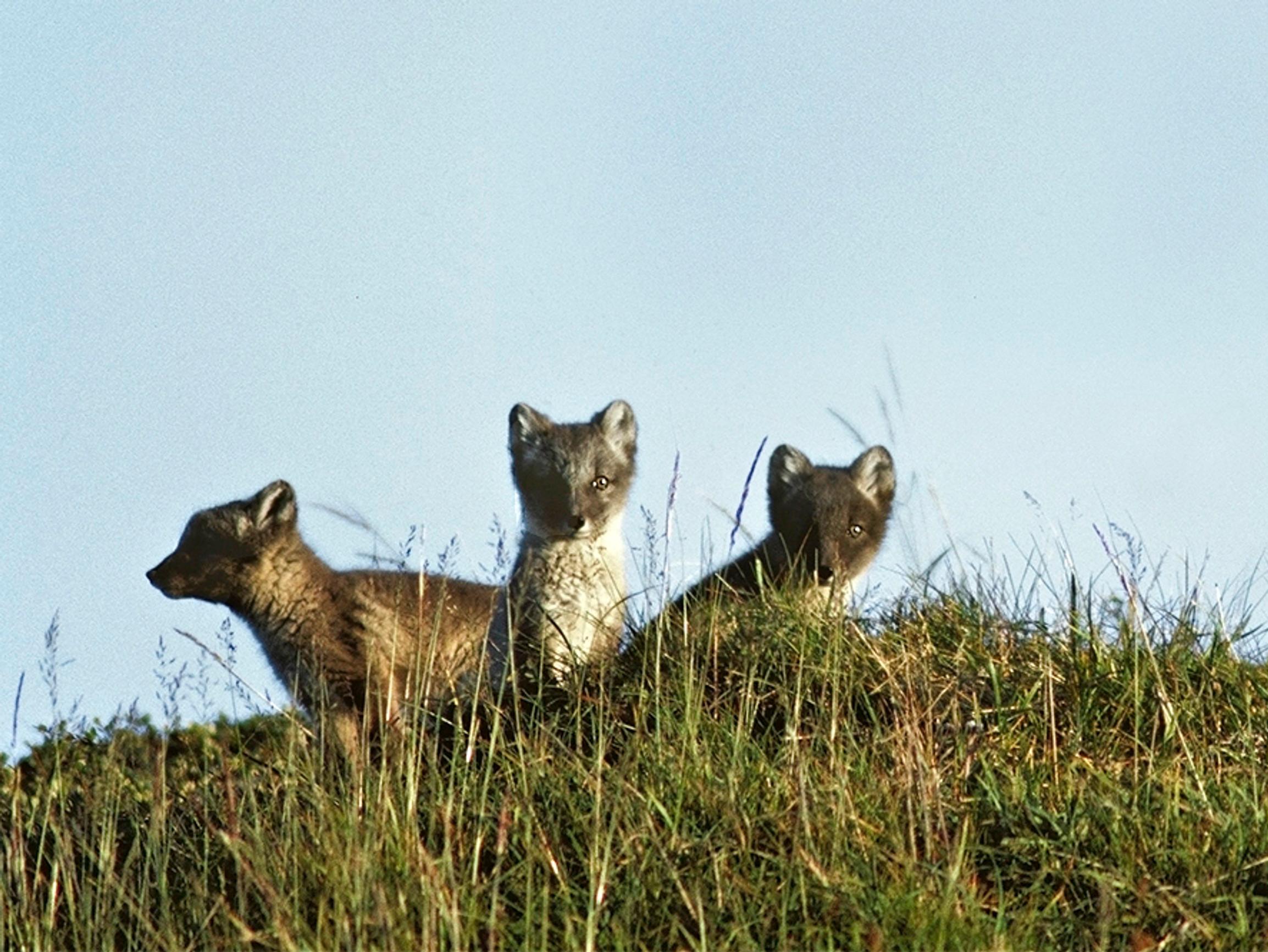 Naalin paluu ei ole ihme, vaan ihmisen avun tulosta – Miten käy, jos Lappi lämpenee edelleen?