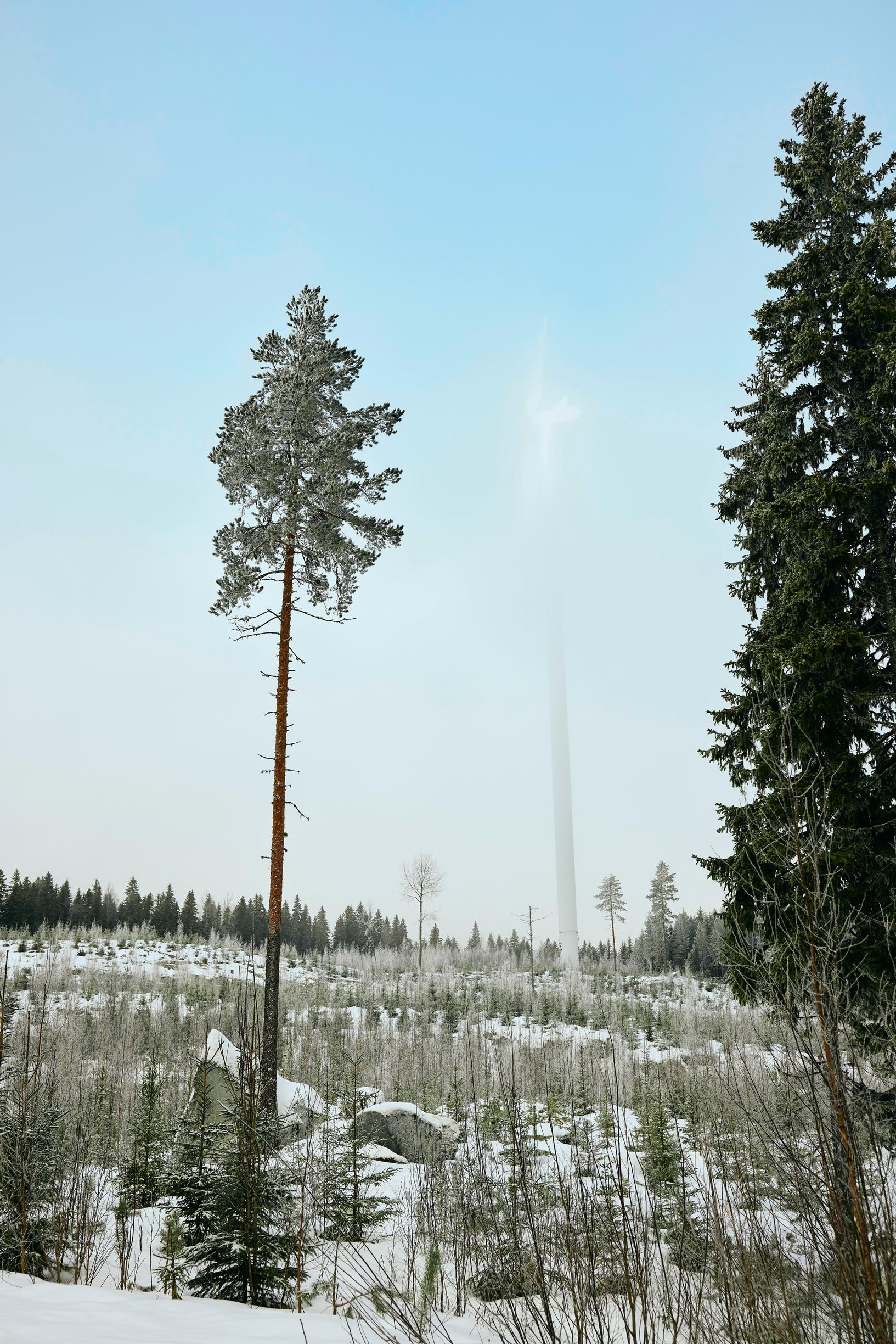 Kelkkavehmasmäen maisemaa on muuttanut paitsi mylly myös avohakkuu.