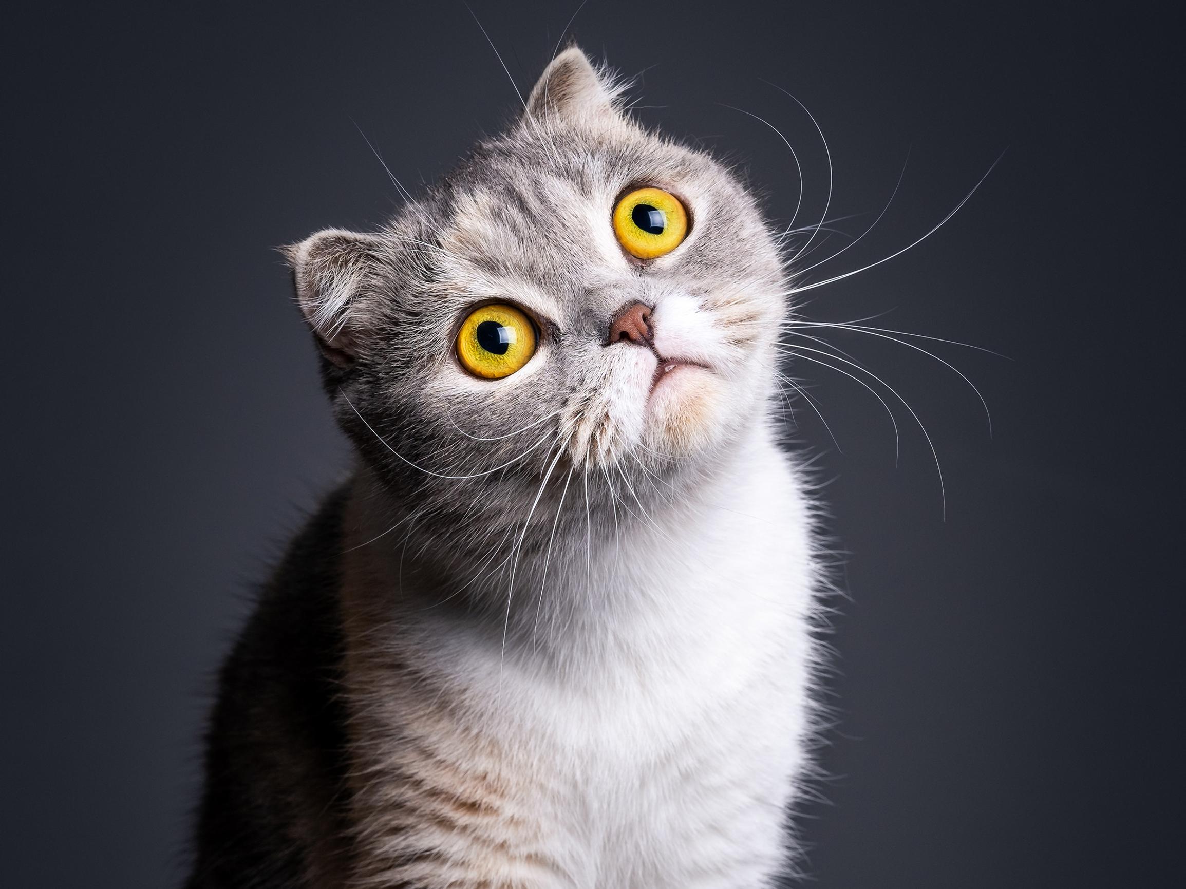 Nämä kissarodut sairastelevat eniten – Kaksi rotua ovat niin sairaita, että Suomen Kissaliitto ei ota niitä rekisteriin – Kuuntele