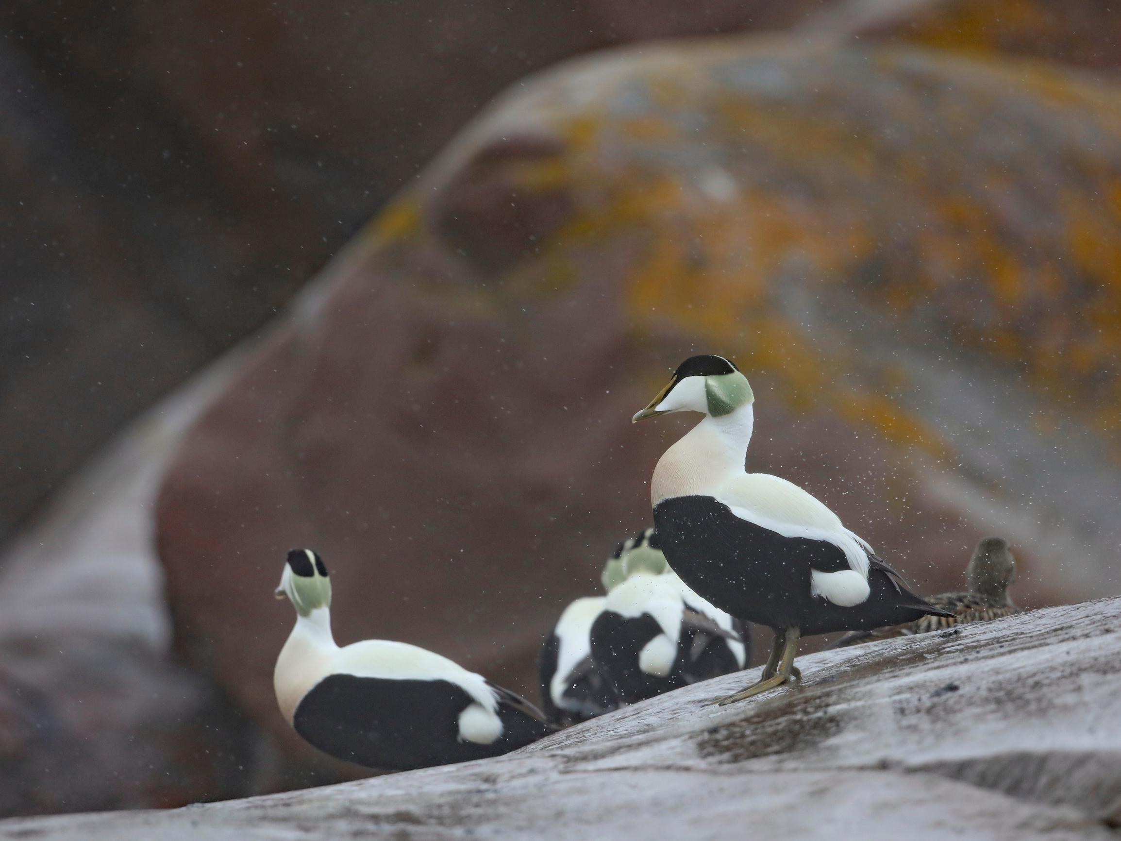 Haahka on uhanalainen, mutta Bengtskärissä kulkija saa varoa, ettei astu hautovan naaraan päälle