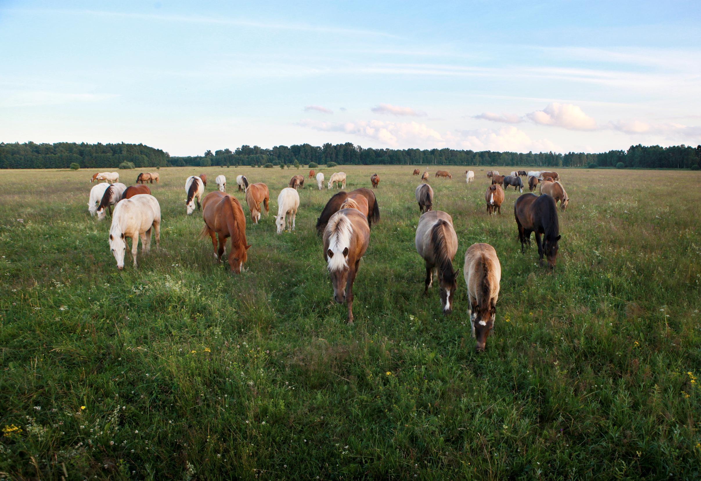 Ratsastamaan! Idyllinen Muhun saari Virossa on hevospiirien suosikki