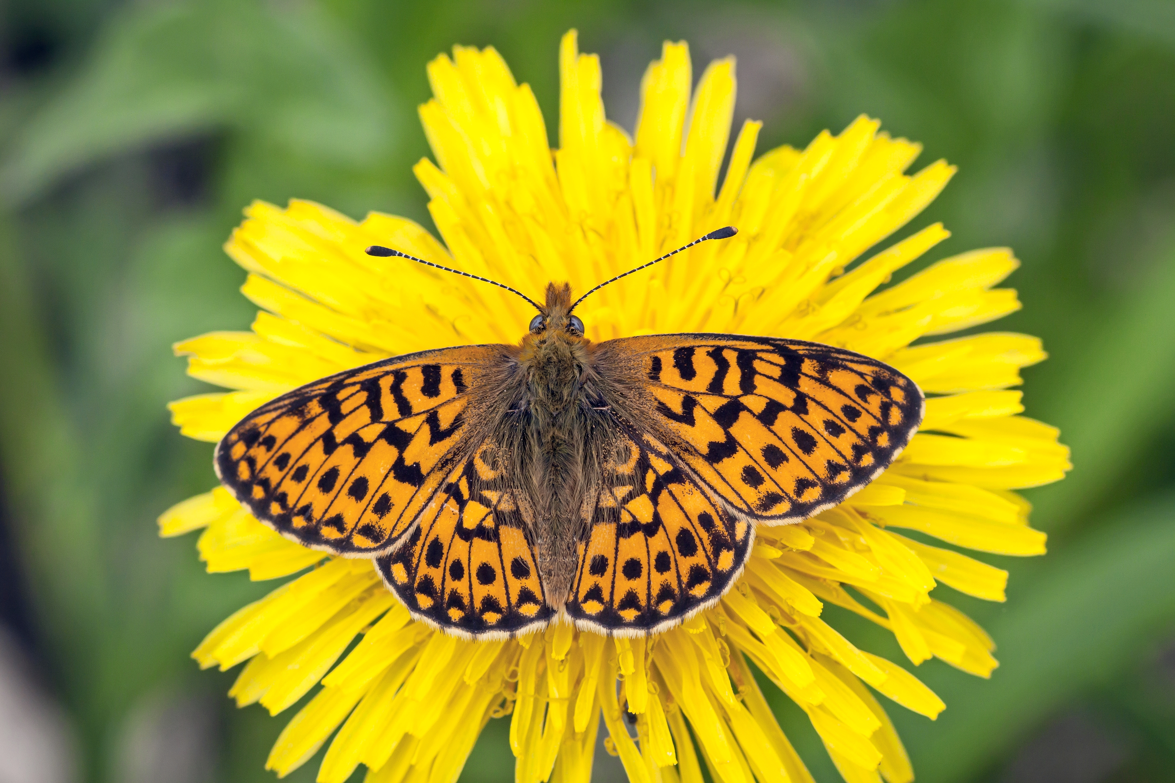 Hopeatäpliä ja kultasiipiä – tunnistatko nämä perhoslajit? | Apu