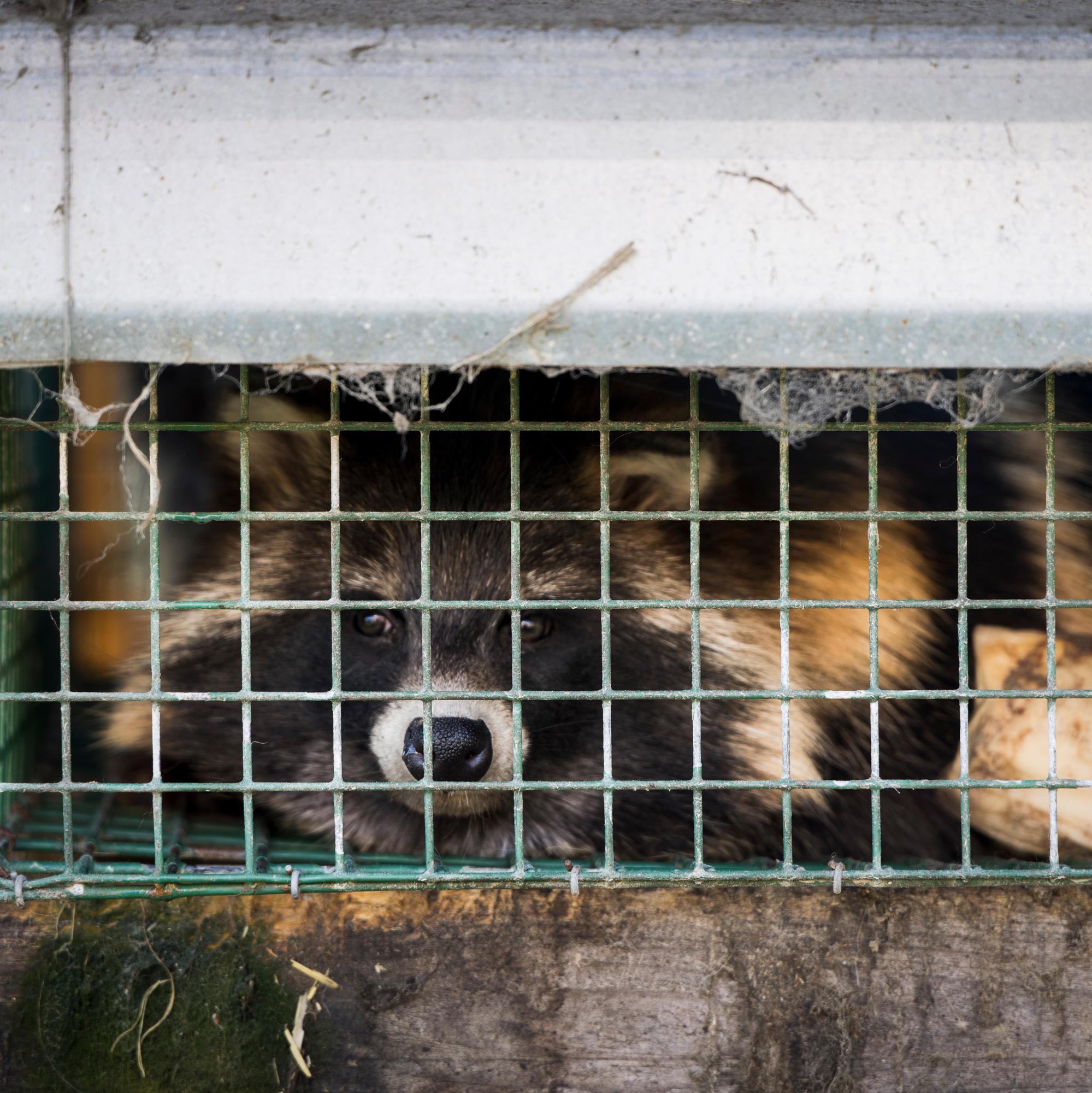 Tappava lintuinfluenssa levisi kesällä turkistarhoihin, kaikkia tarhoja ei ehkä vieläkään suojattu – Välttääkö Suomi nyt katastrofin?