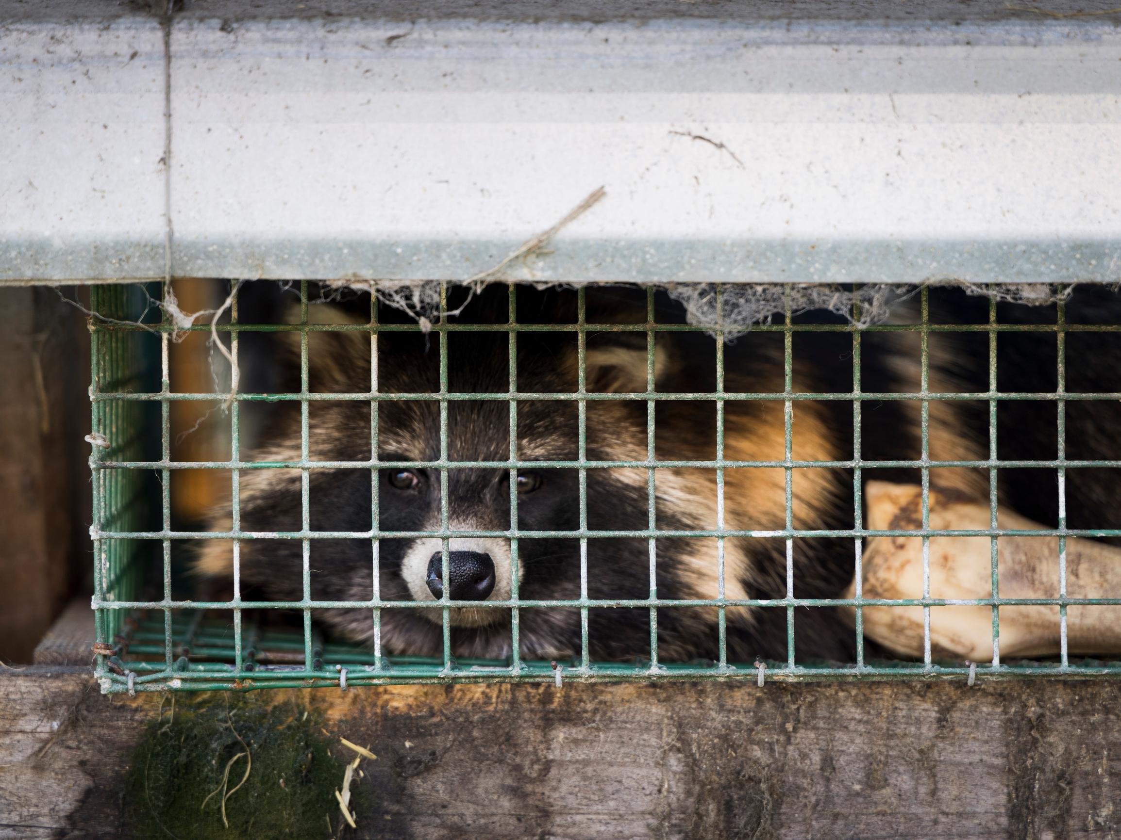 Tappava lintuinfluenssa levisi kesällä turkistarhoihin, kaikkia tarhoja ei ehkä vieläkään suojattu – Välttääkö Suomi nyt katastrofin?