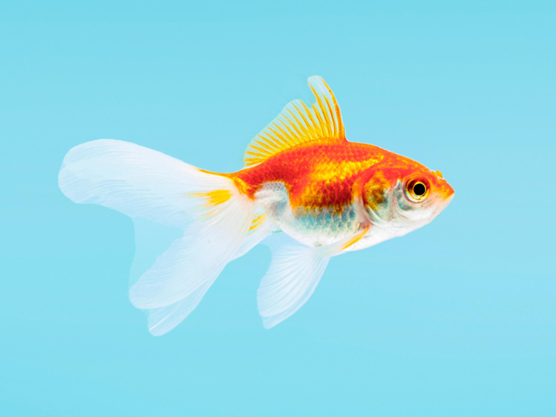 Kultakalan huono muisti onkin pelkkä myytti, joka on tieteellisellä tutkimuksella todistettu vääräksi – Katso video