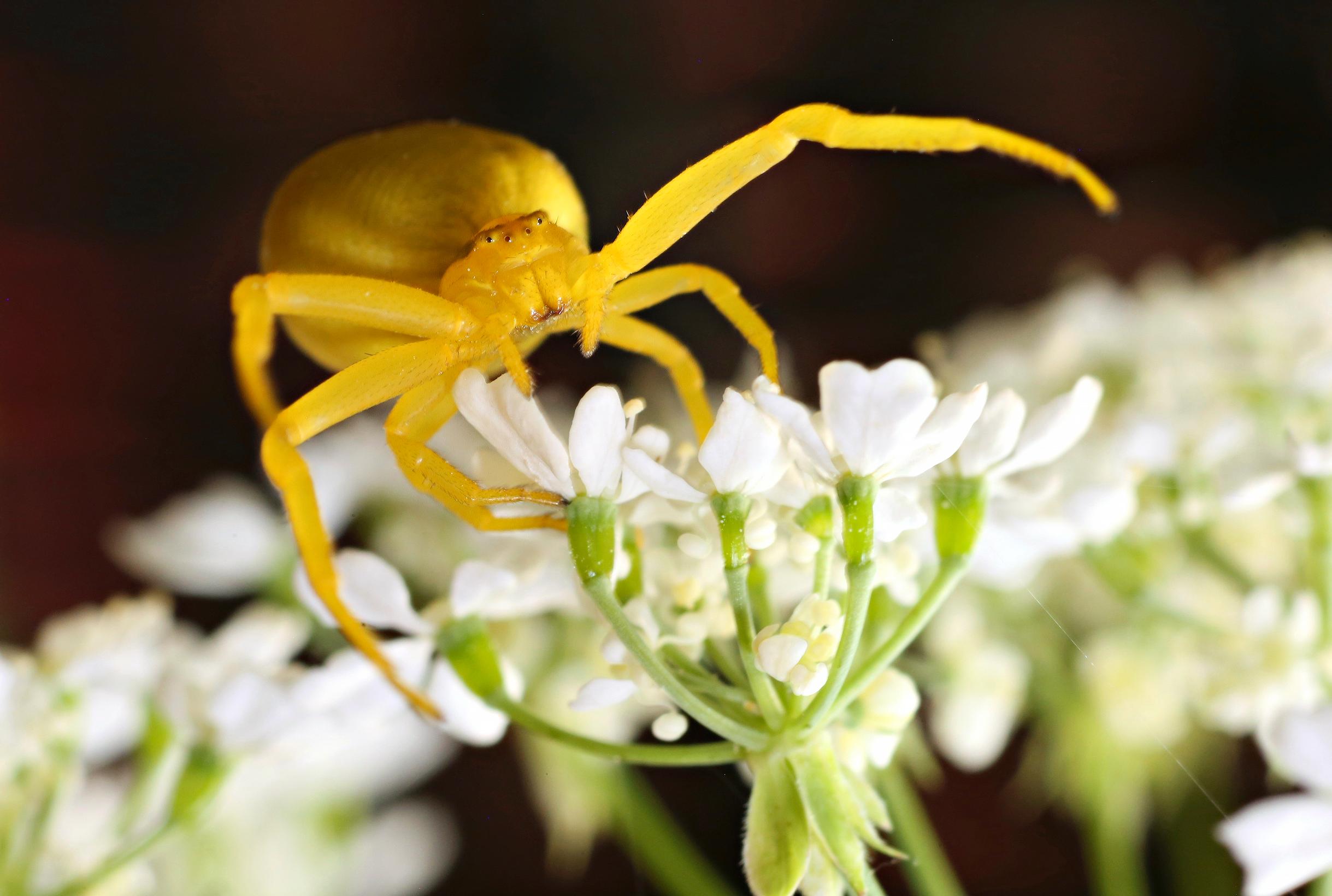 Hämähäkit syövät vuodessa ihmiskunnan verran biomassaa. Kuvassa rapuhämähäkki.