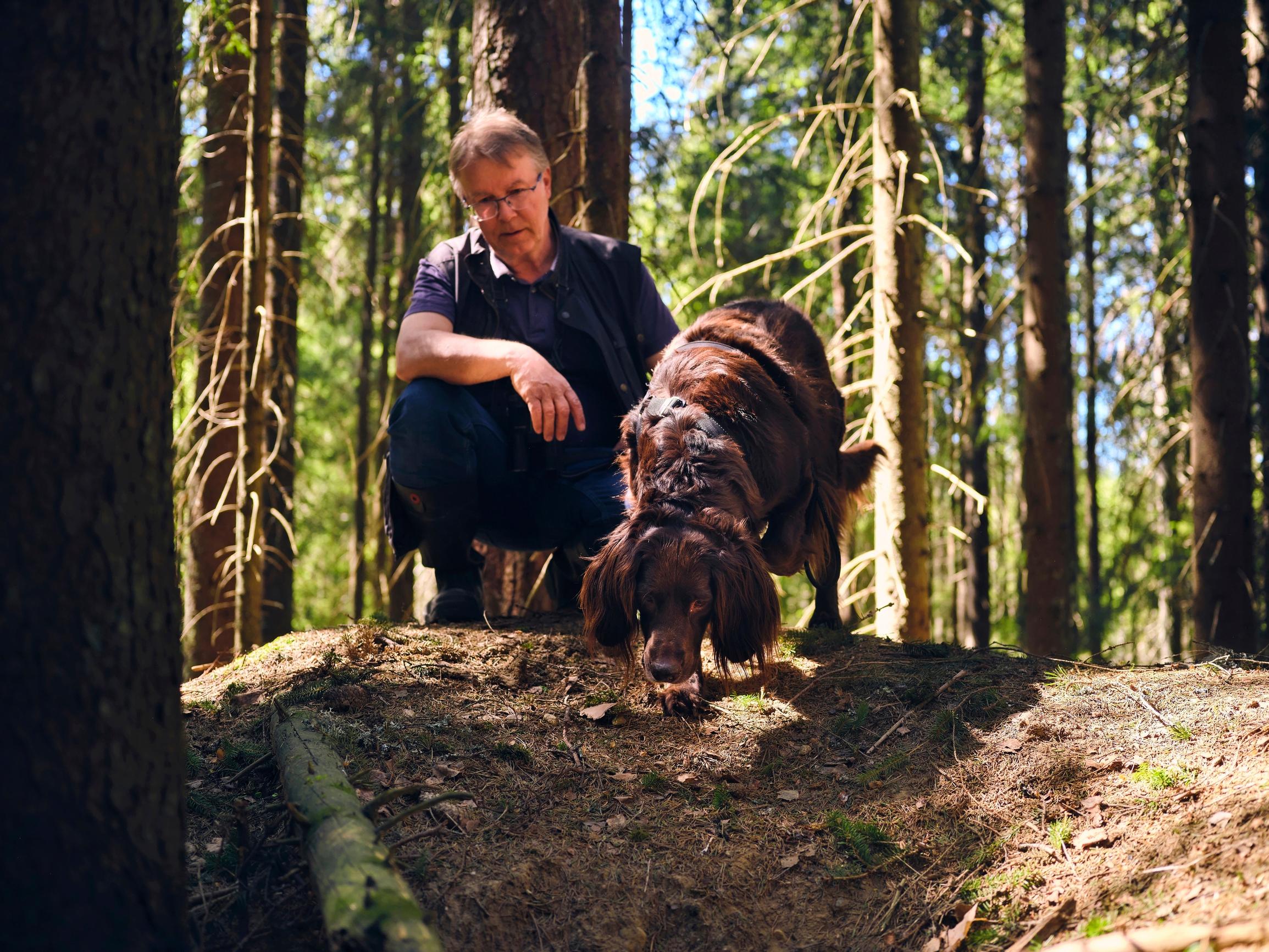 Peppi-koiran käytöksestä voi päätellä, missä pesäkolossa on asukkaita. Omistaja Veli-Matti Väänänen pitää kiinni hihnasta, jottei Peppi sukella liian syvälle mäyrälinnaan.